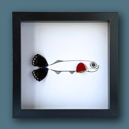 Flying Fish Custom Framed Art with Real Butterfly Wings - Isms Butterfly Conservation ArtFramed Art
