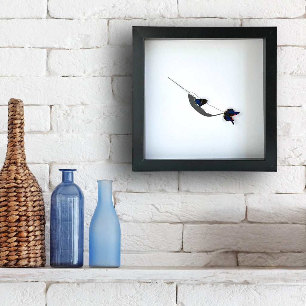 Narwhal Framed Art with Real Butterfly Wings - Isms Butterfly Conservation ArtFramed Art