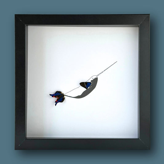 Narwhal Framed Art with Real Butterfly Wings - Isms Butterfly Conservation ArtFramed Art