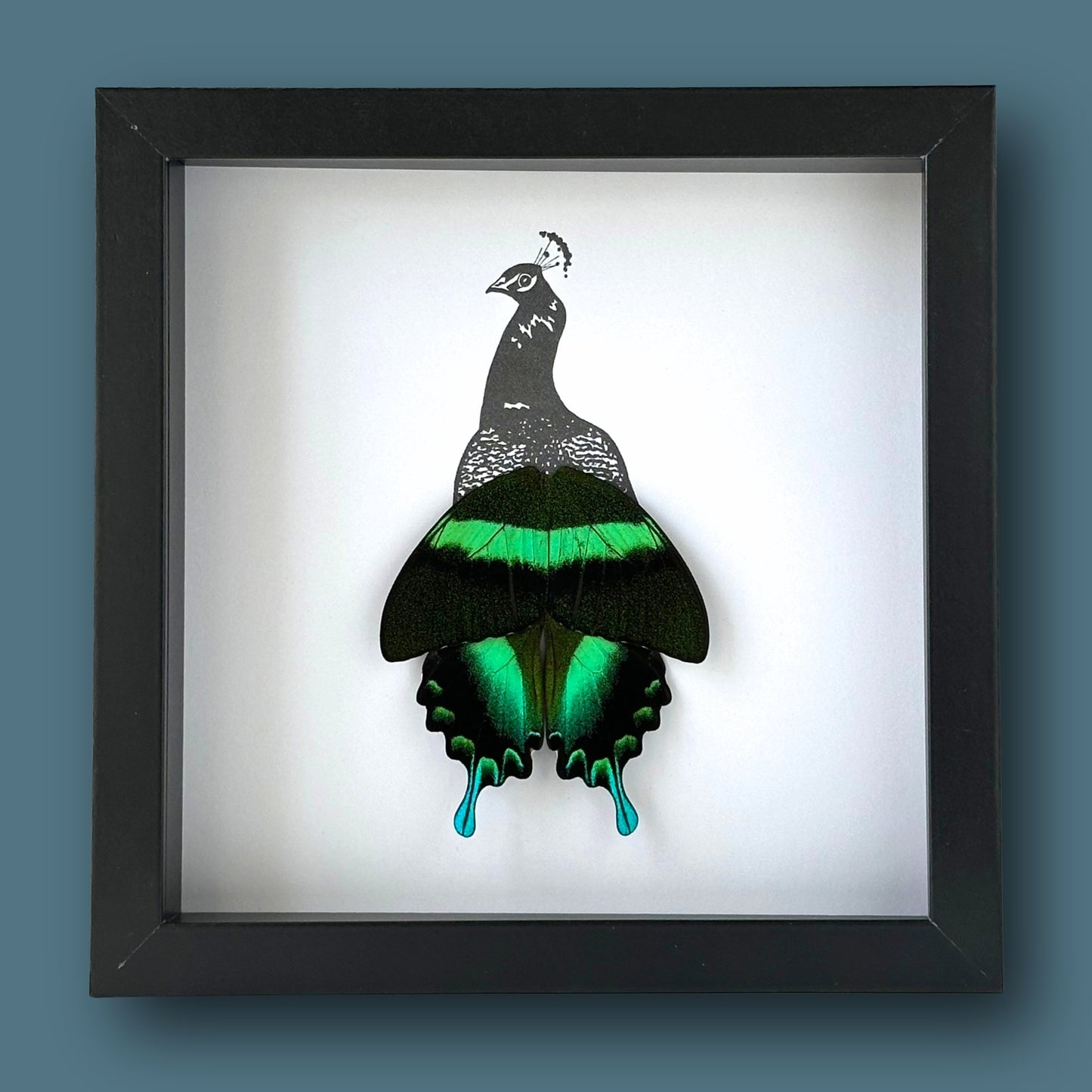 Peacock Framed Art with Real Butterfly Wings - Isms Butterfly Conservation ArtFramed Art