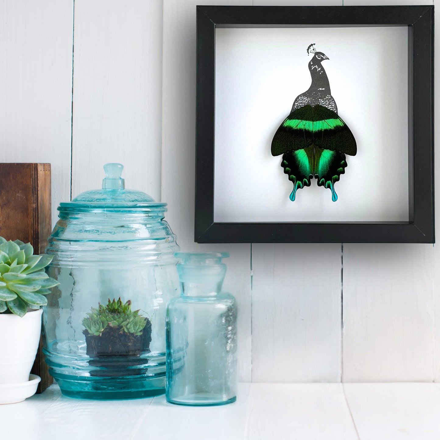 Peacock Framed Art with Real Butterfly Wings - Isms Butterfly Conservation ArtFramed Art