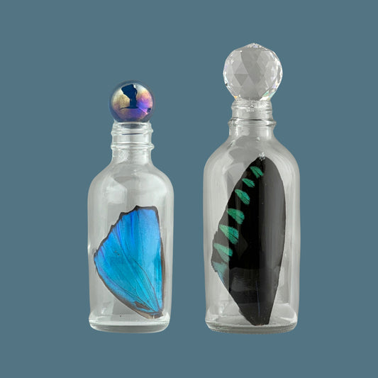Premium Butterfly Wing in Glass Bottle - Isms Butterfly Conservation ArtBottles