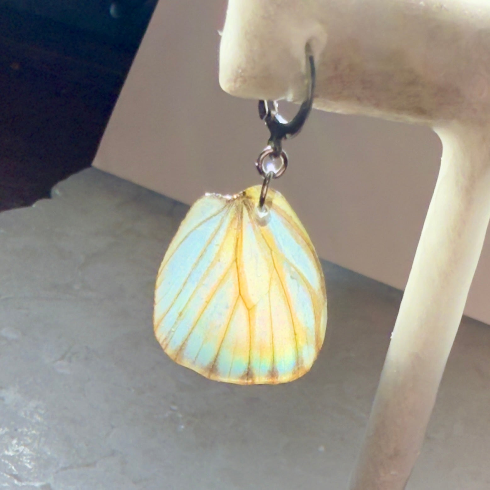 Real Butterfly Wing Earring Striped Albatross Butterflies Earrings Hypoallergenic Waterproof Surgical Steel Locking Clasp - Isms Butterfly Conservation ArtEarrings