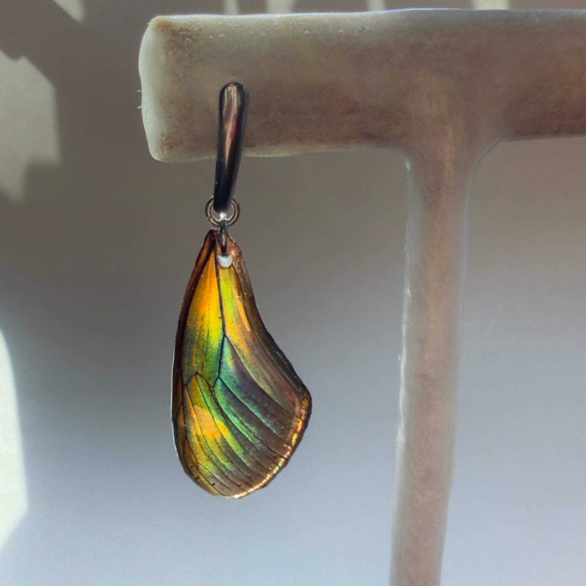 Real Butterfly Wing Earrings Heliconius Hybrid Butterfly Hypoallergenic Surgical Steel - Isms Butterfly Conservation ArtEarrings