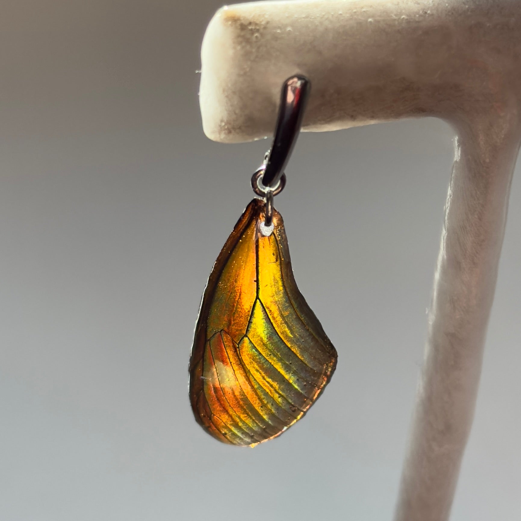 Real Butterfly Wing Earrings Heliconius Hybrid Butterfly Hypoallergenic Surgical Steel - Isms Butterfly Conservation ArtEarrings