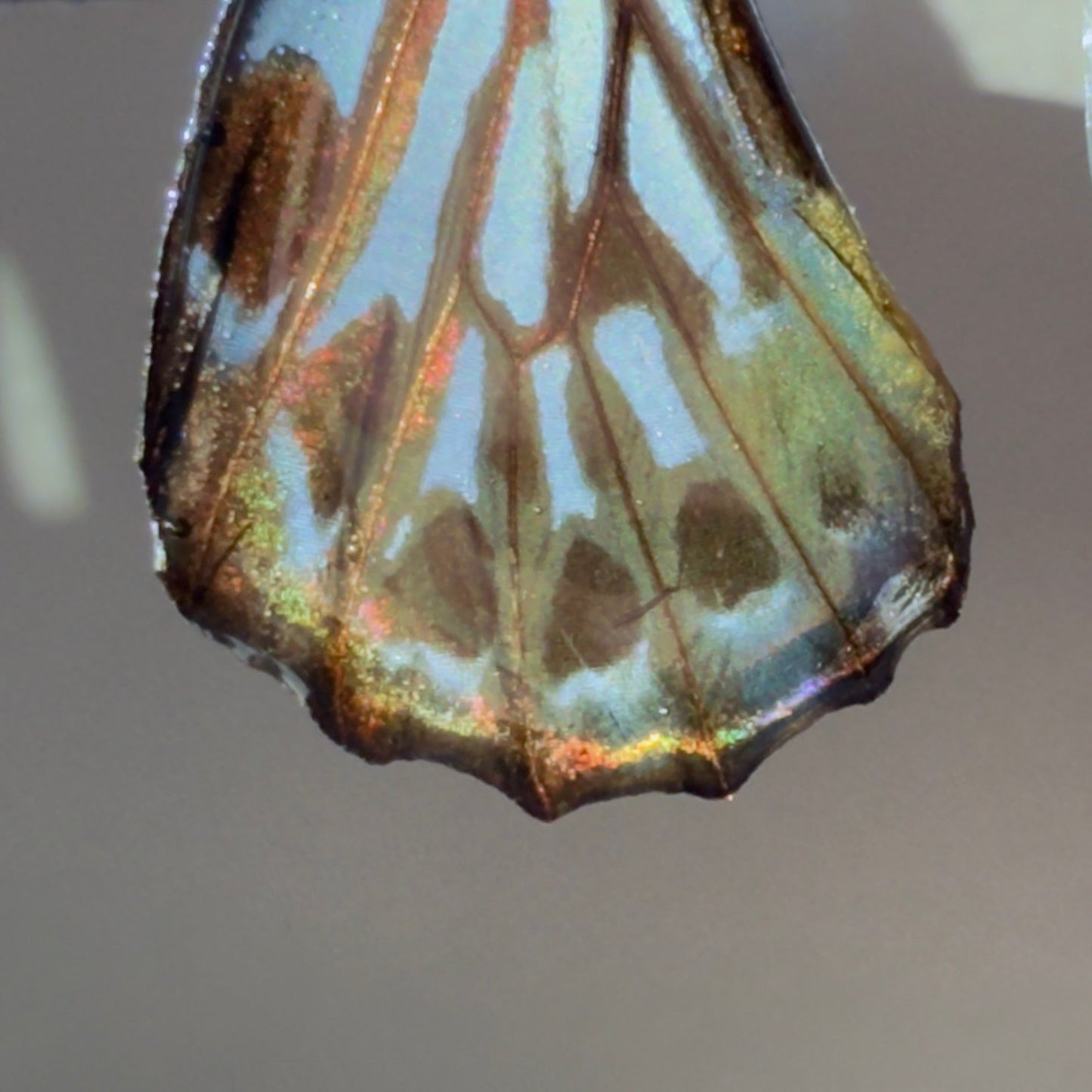 Real Butterfly Wing Earrings Malayan Zebra Hypoallergenic Surgical Steel - Isms Butterfly Conservation ArtEarrings