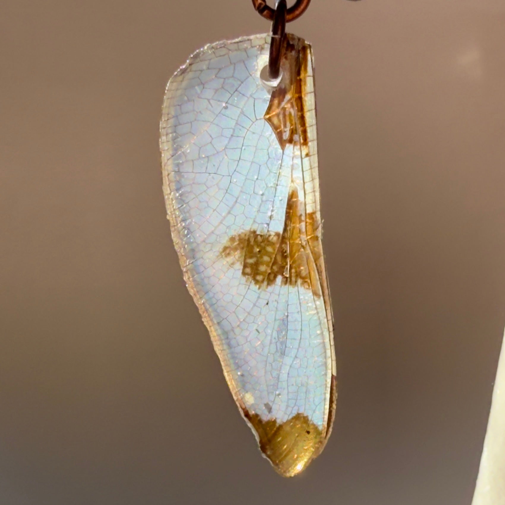 Real Dragonfly Wing Earrings Widow Skimmer Dragonflies Copper Black Niobium Earring - Isms Butterfly Conservation ArtEarrings