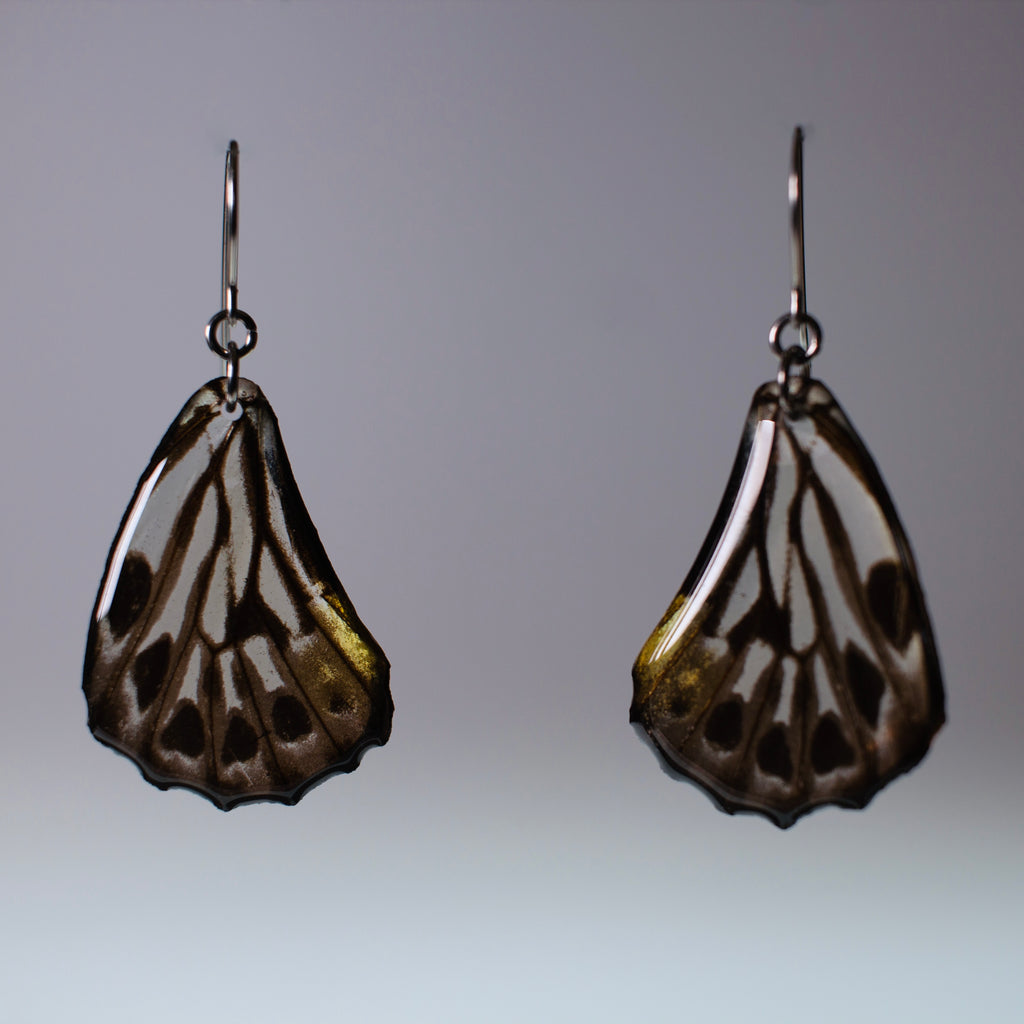 real black and white butterfly earring graphium delessertii butterflies surgical steel earrings on wood stand