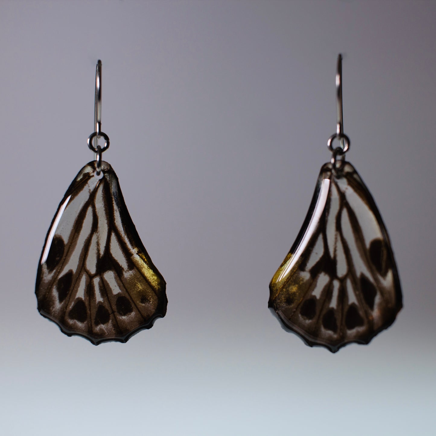 real black and white butterfly earring graphium delessertii butterflies surgical steel earrings on wood stand