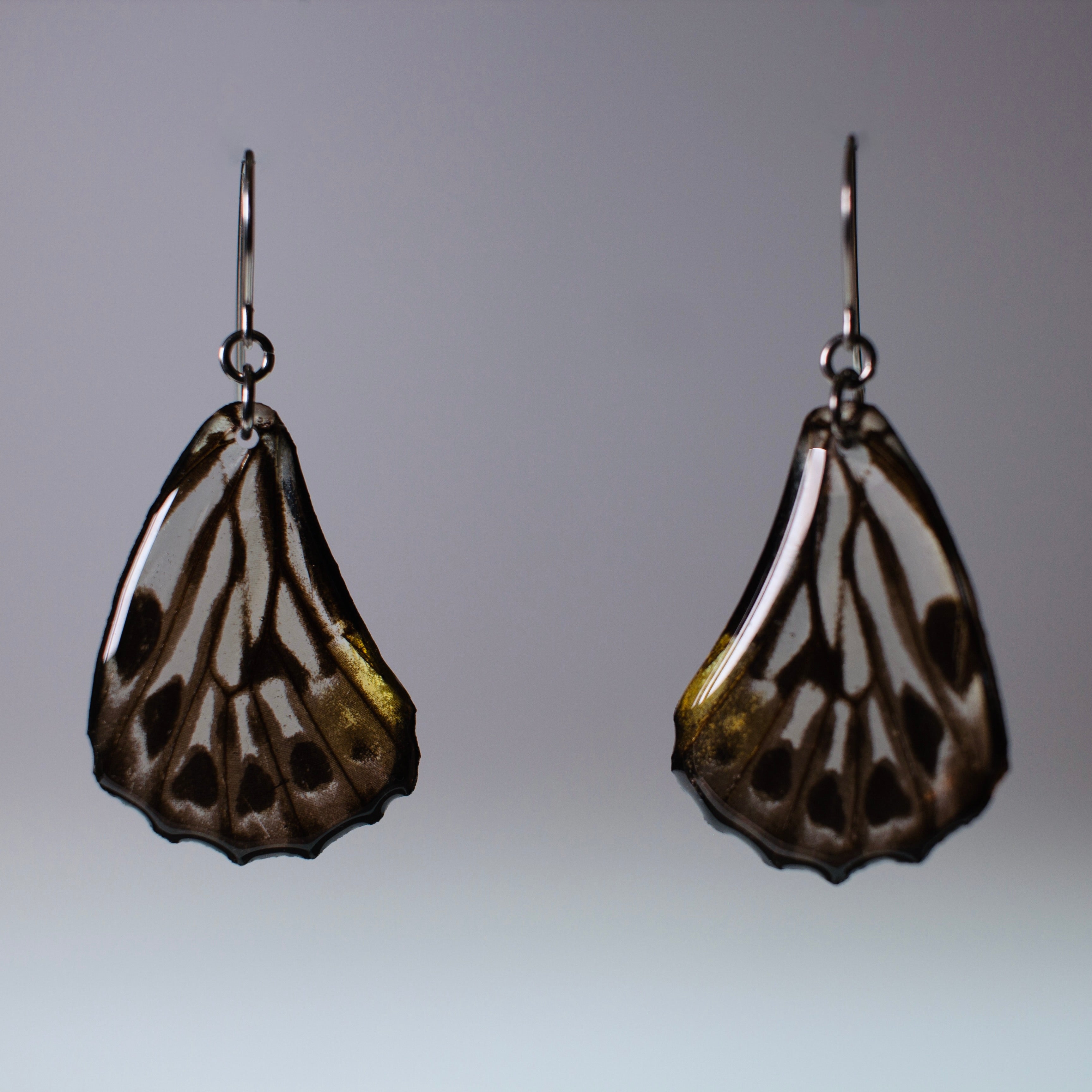 real black and white butterfly earring graphium delessertii butterflies surgical steel earrings on wood stand