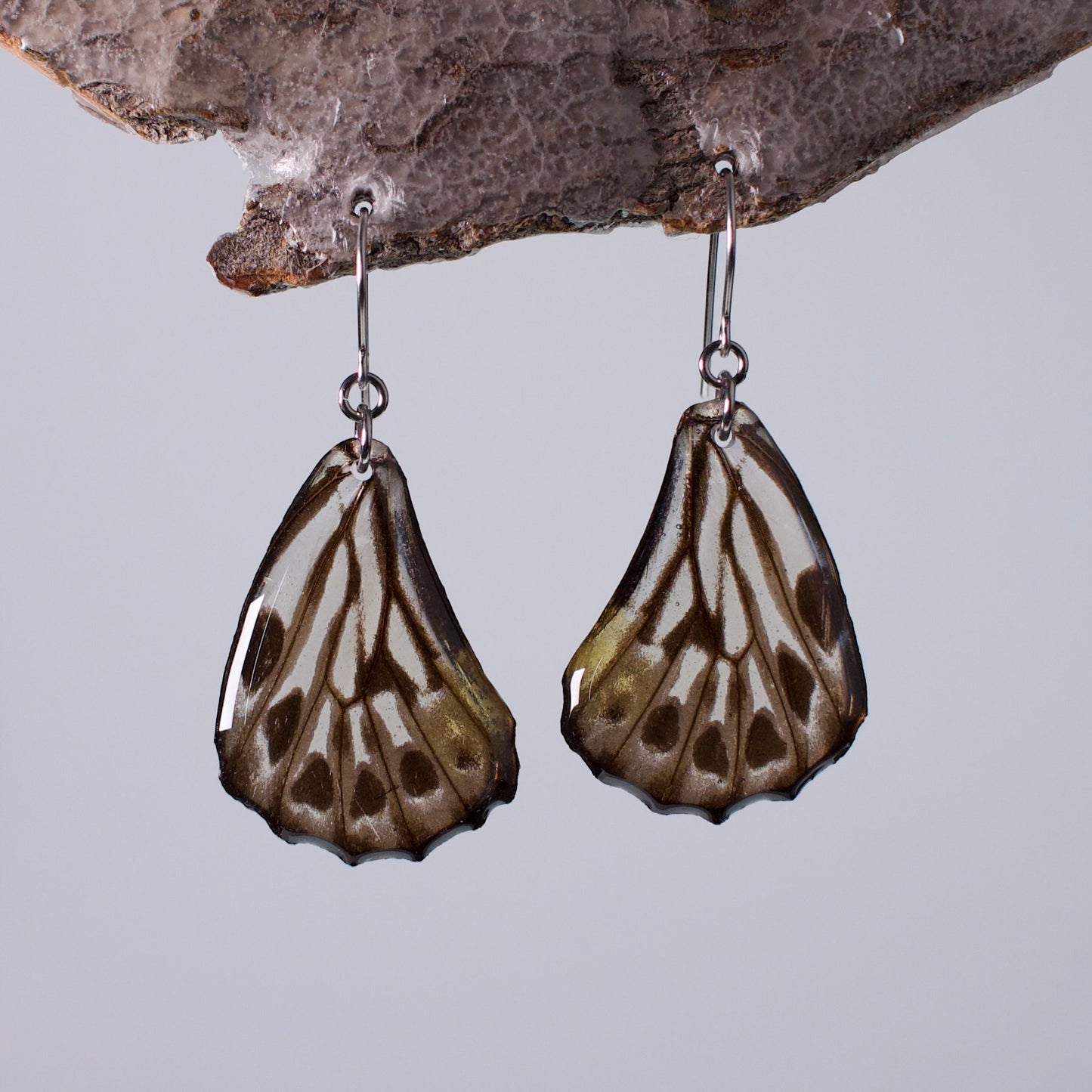 real butterfly earrings Malayan zebra butterflies hypoallergenic surgical steel earring on wood stand