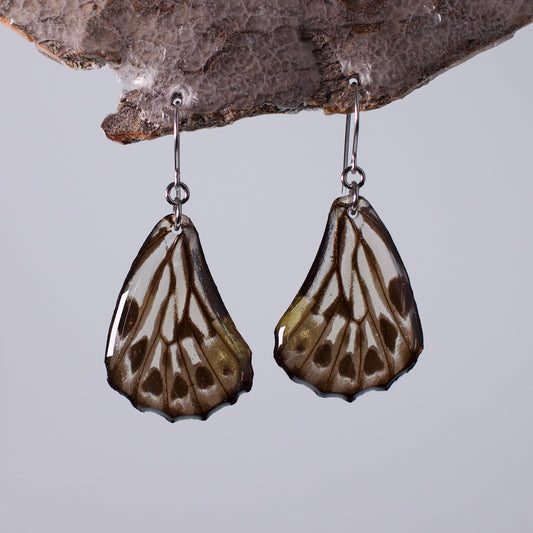 real butterfly earrings Malayan zebra butterflies hypoallergenic surgical steel earring on wood stand