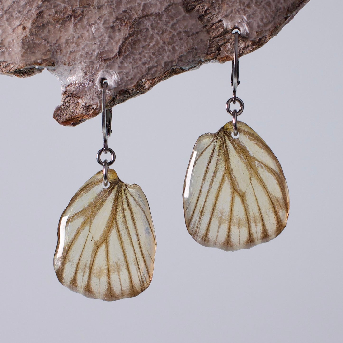 real butterfly earrings striped albatross butterflies surgical steel hoop earring on wood stand