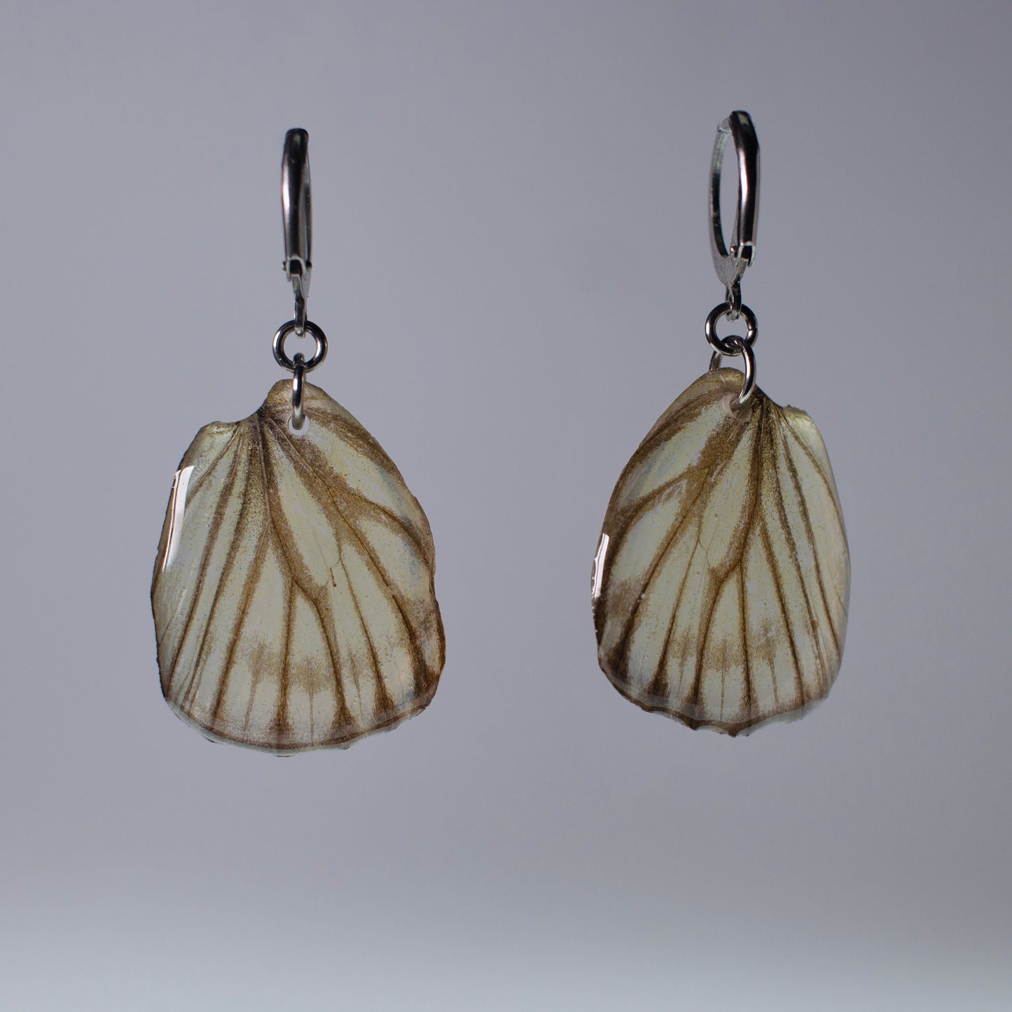 real butterfly earrings striped butterflies locking surgical steel hoop  earring on grey background