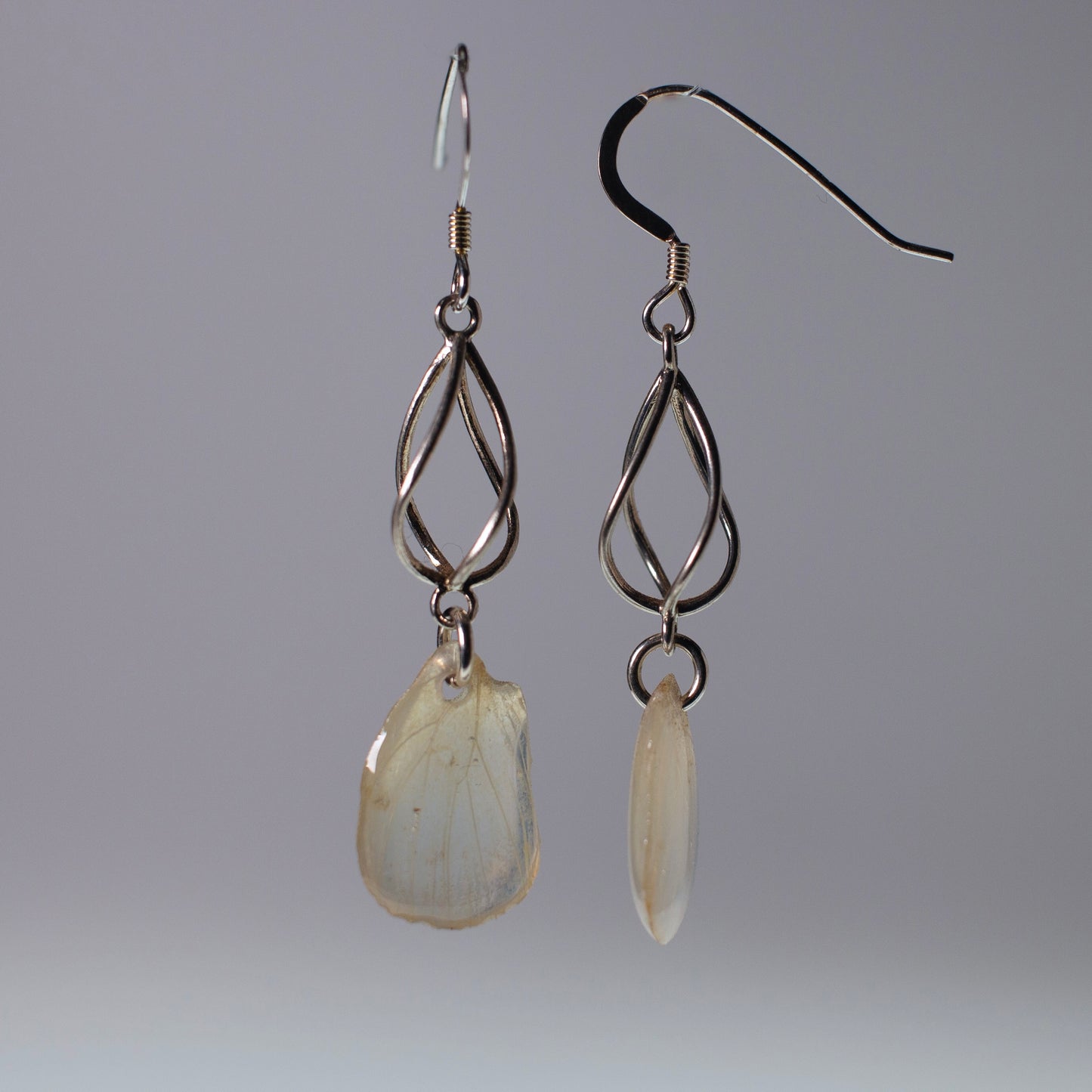 real butterfly wing earrings Falcate orange tip butterflies sterling silver geometric swirl earring side view