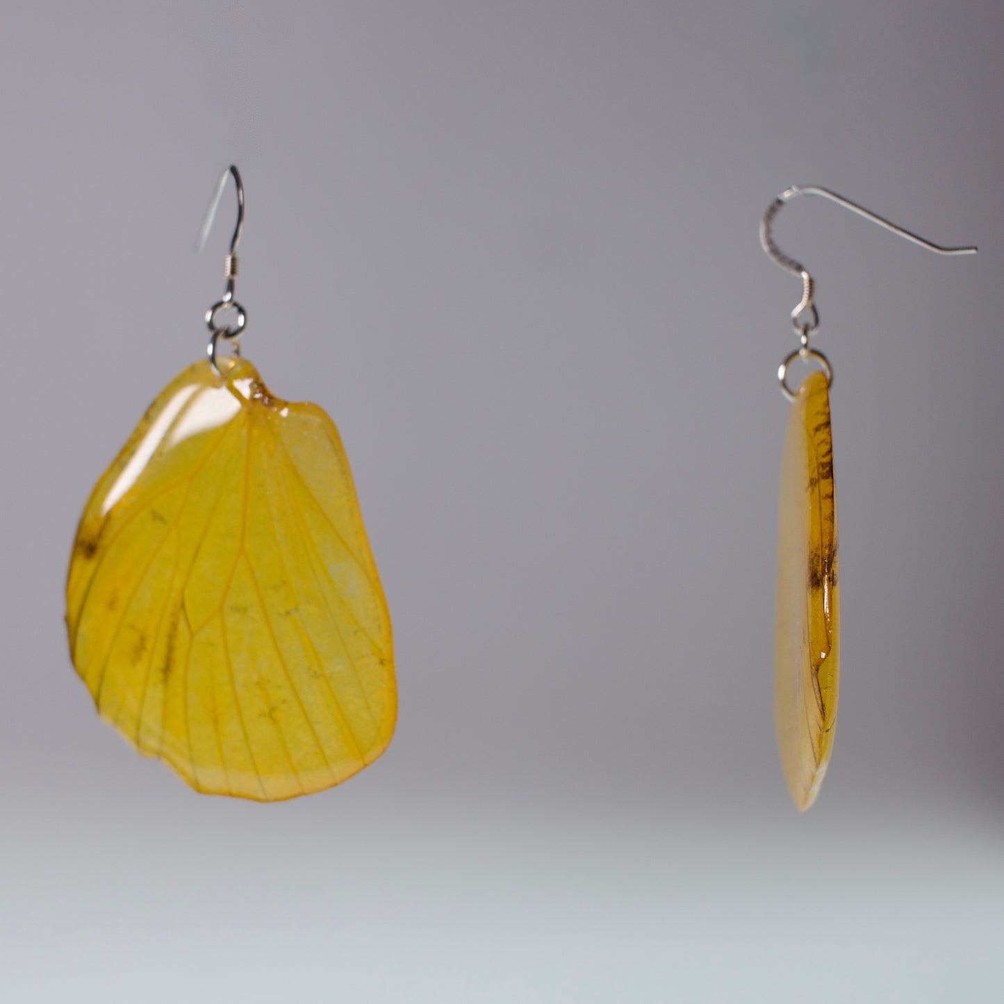 real butterfly wing earrings Hebomoia glaucippe butterflies sterling silver earring side view