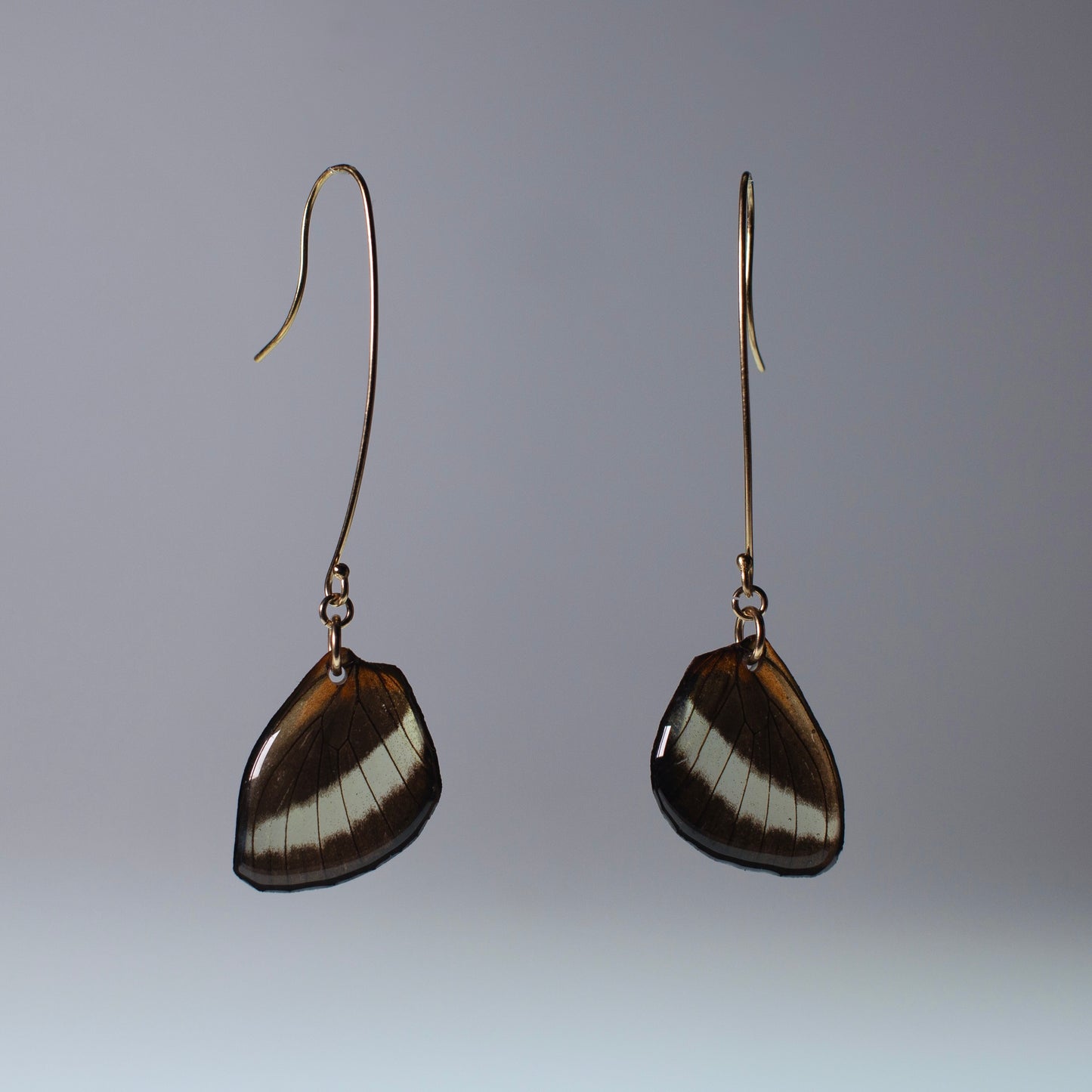 real butterfly wing earrings Heliconius butterflies gold long earring