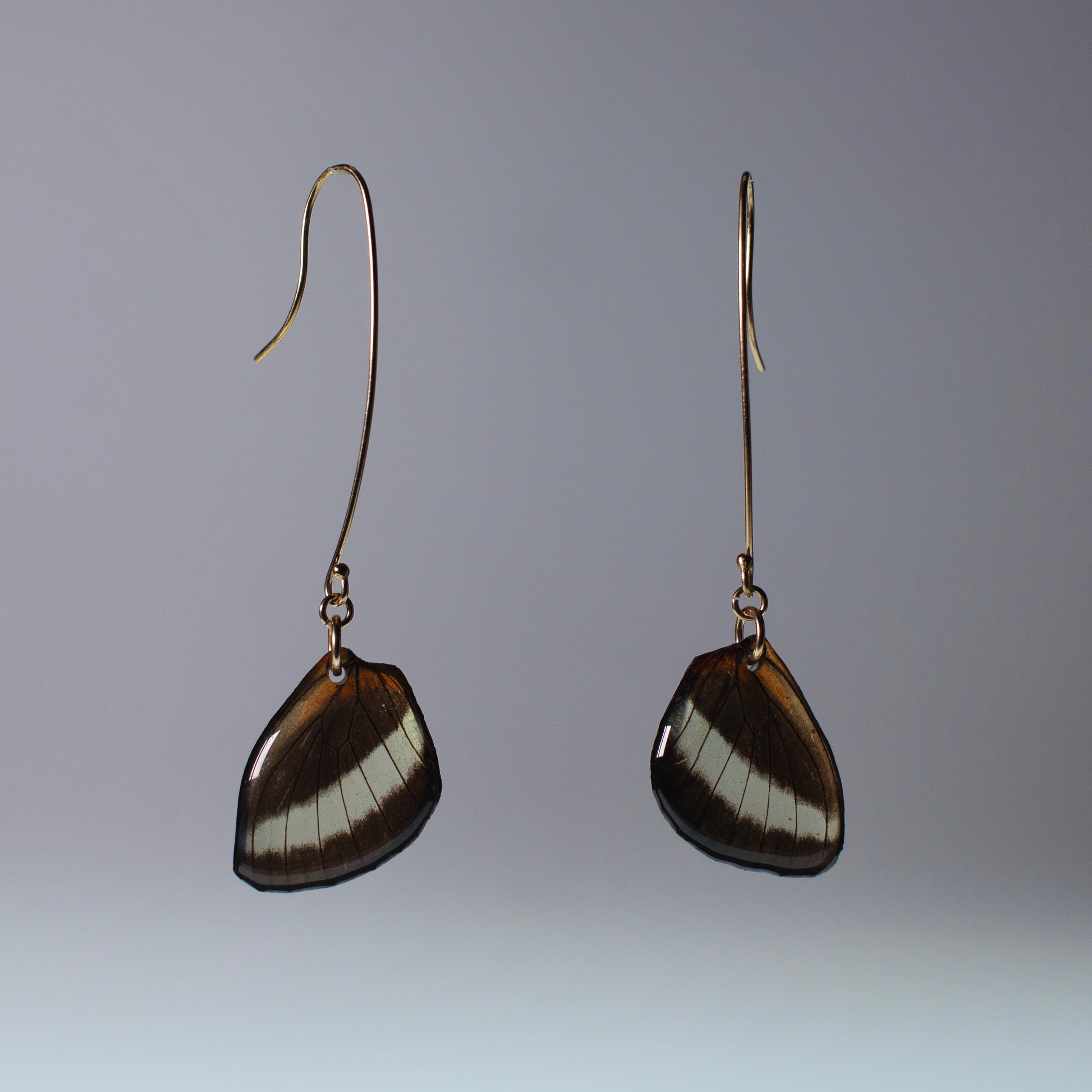 real butterfly wing earrings Heliconius butterflies gold long earring