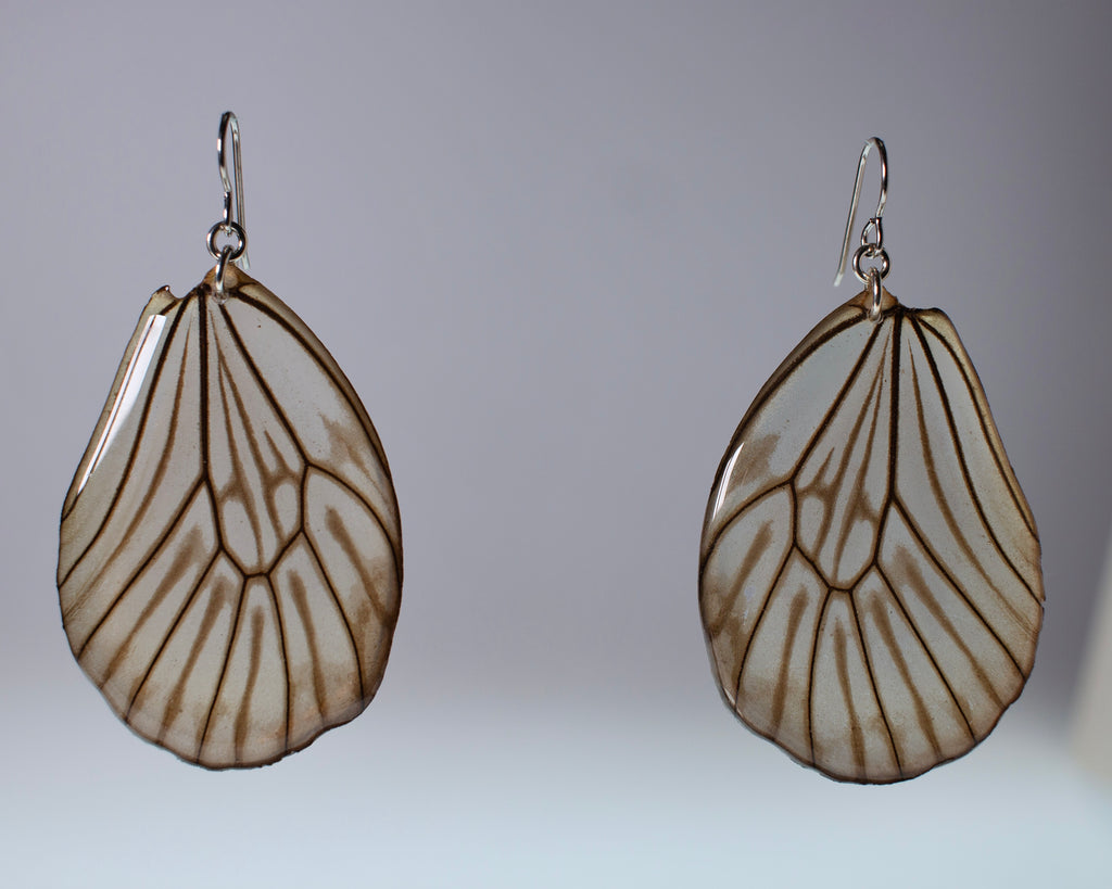 real butterfly wing earrings black and white stripe huge butterflies silver French wire earring