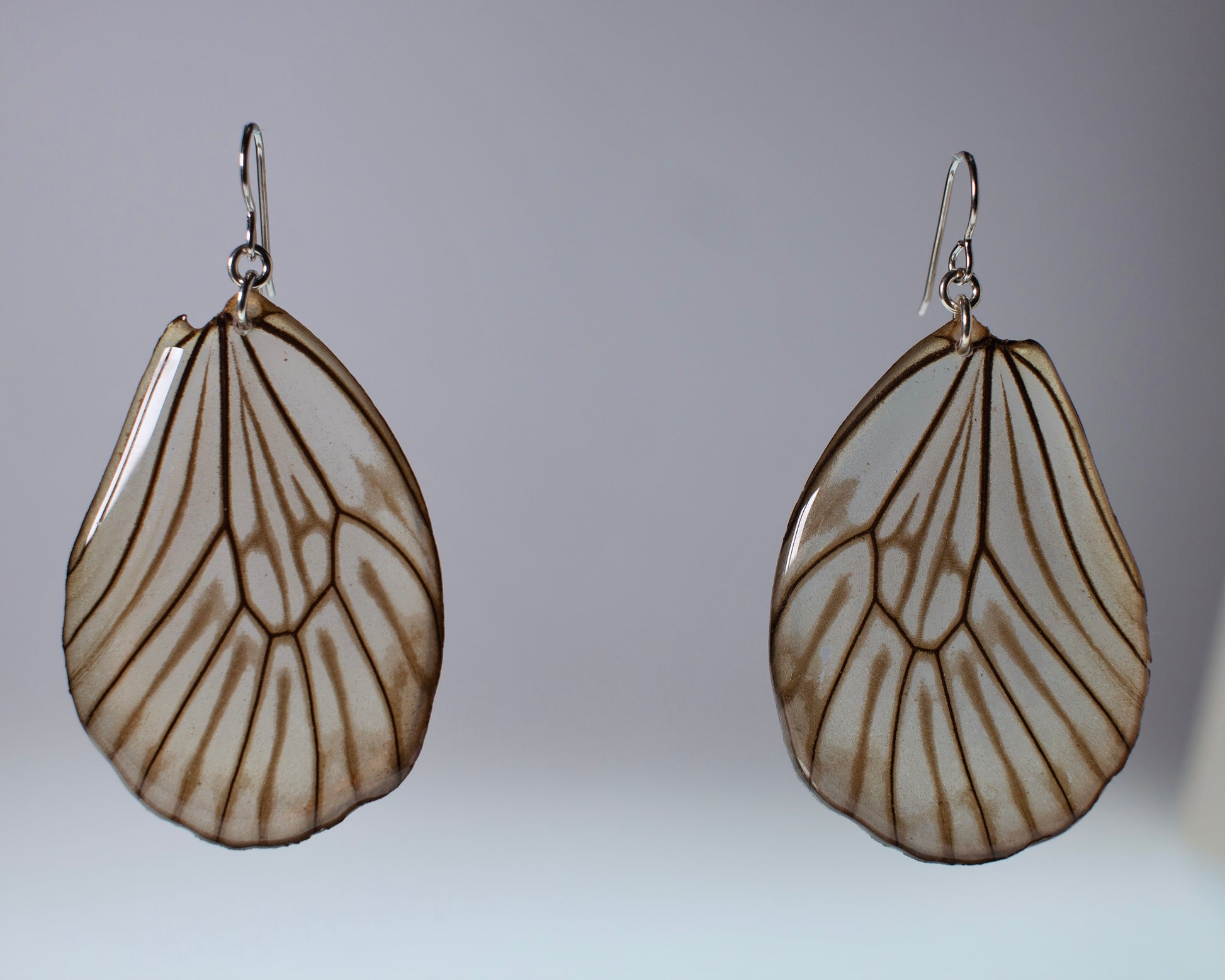 real butterfly wing earrings black and white stripe huge butterflies silver French wire earring