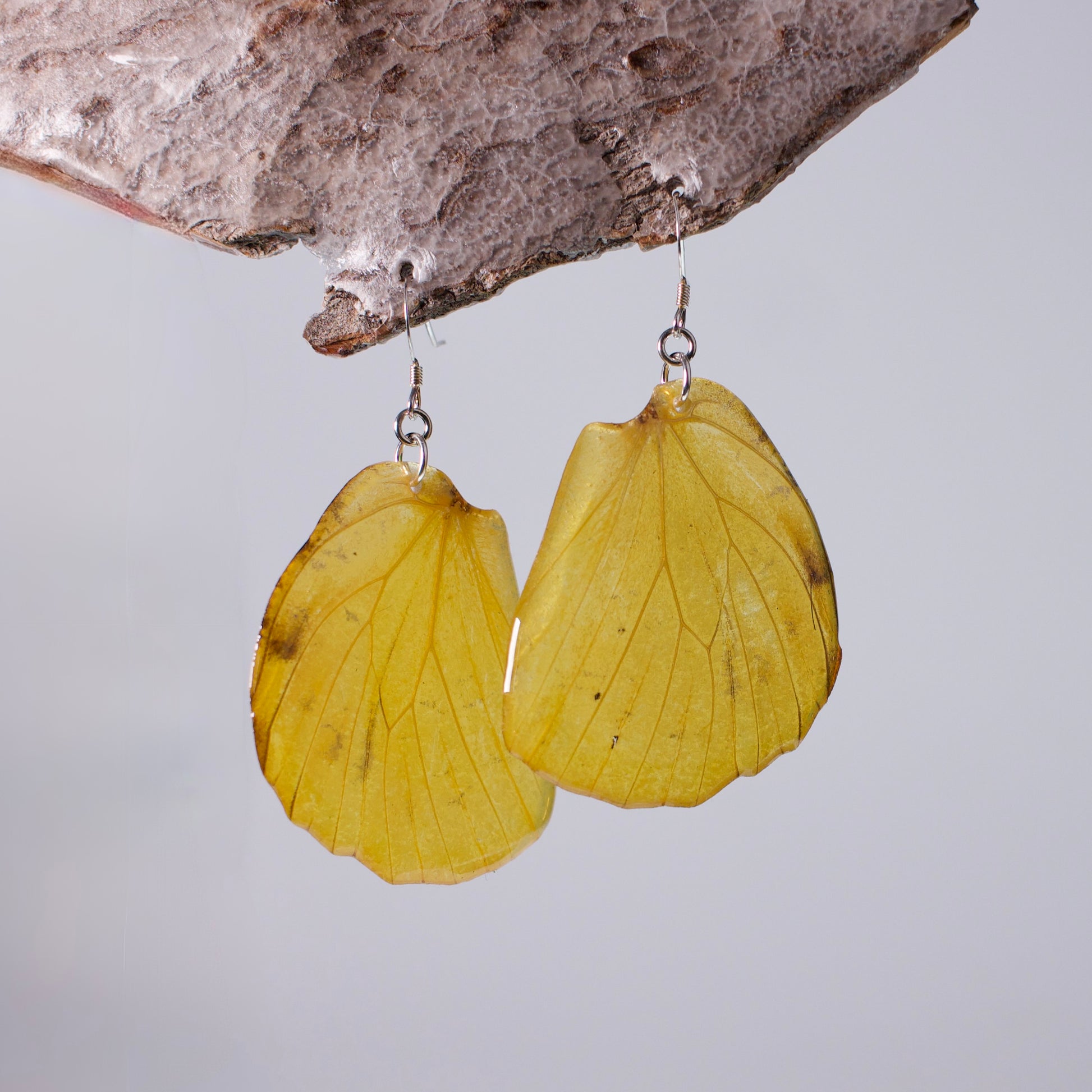 real butterfly wing earrings brimstone butterflies sterling silver French hook earring on wood stand