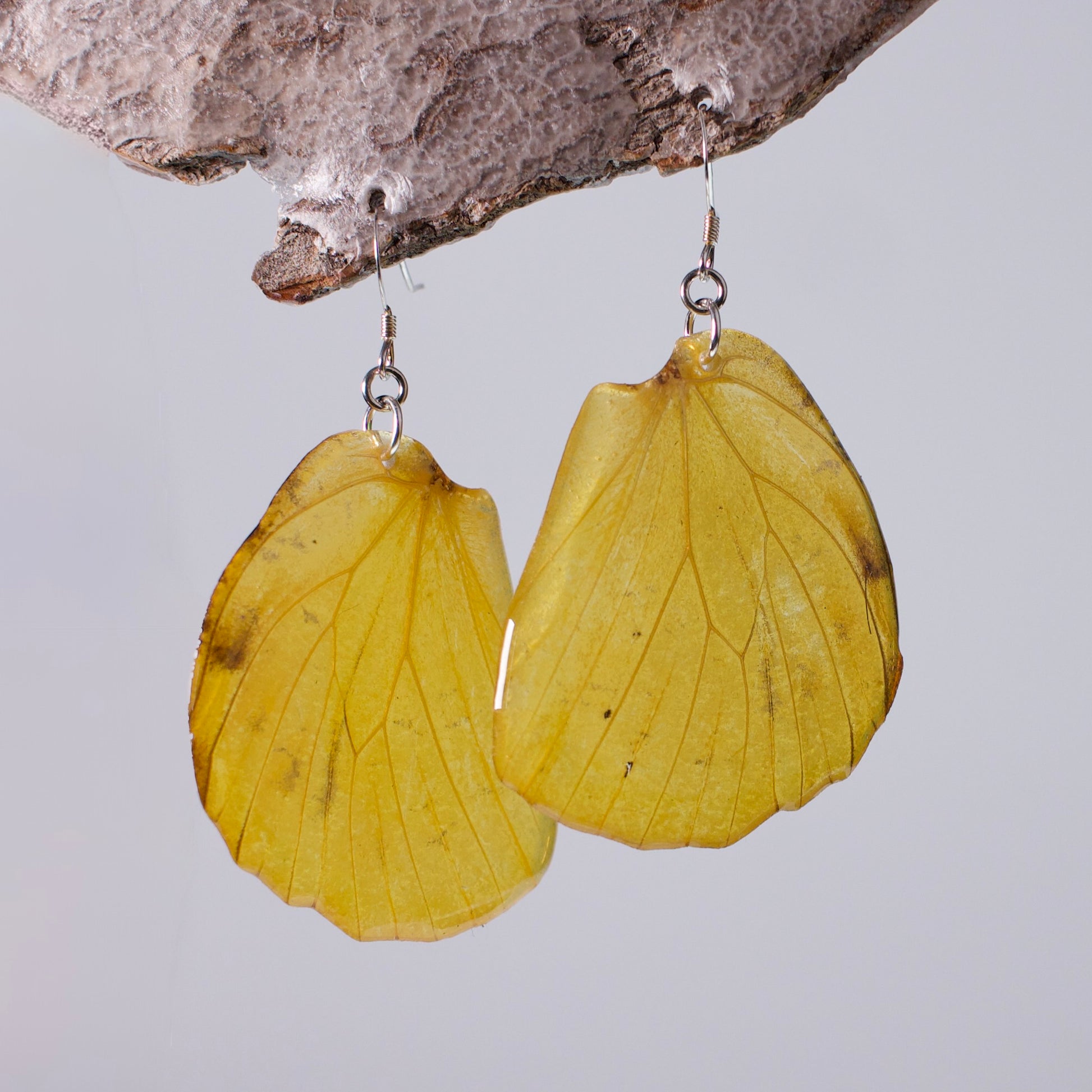 real butterfly wing earrings brimstone butterflies sterling silver French wire earring on wood stand