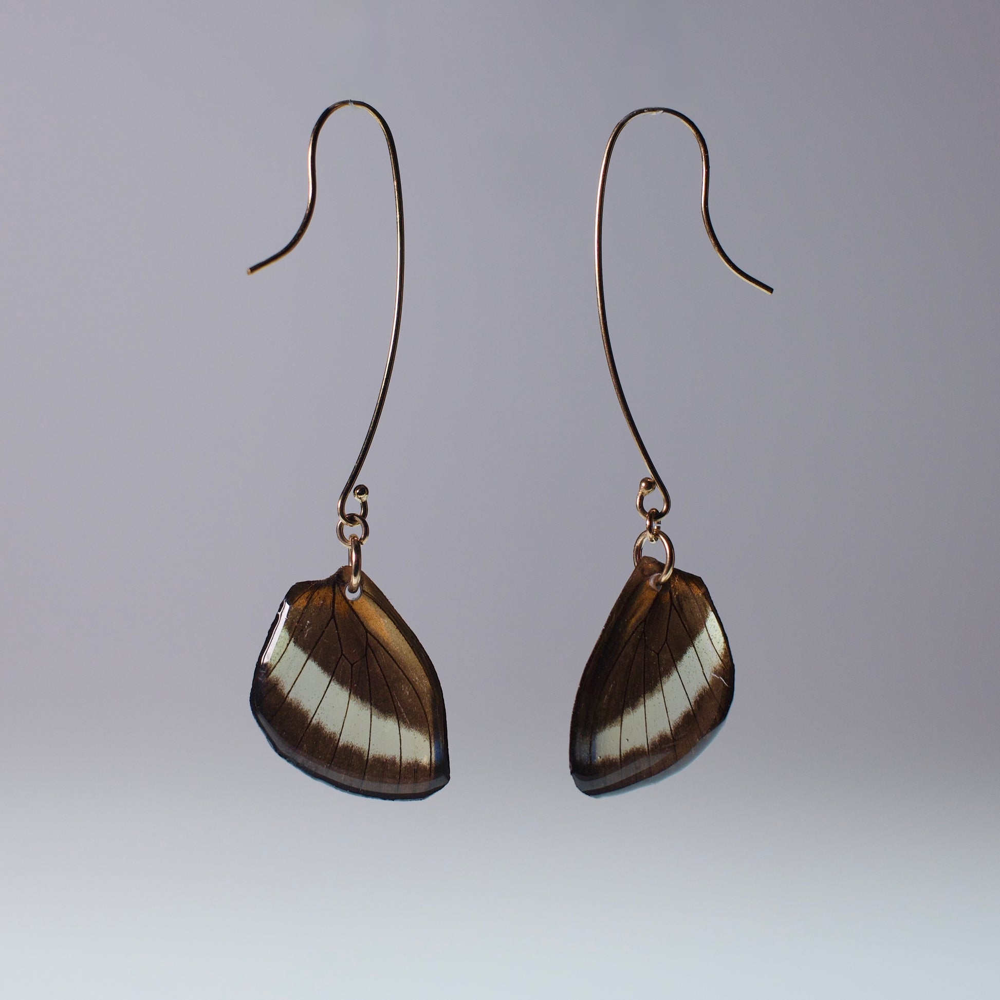 real butterfly wing earrings glasswing butterflies gold long French hooks on wood stand