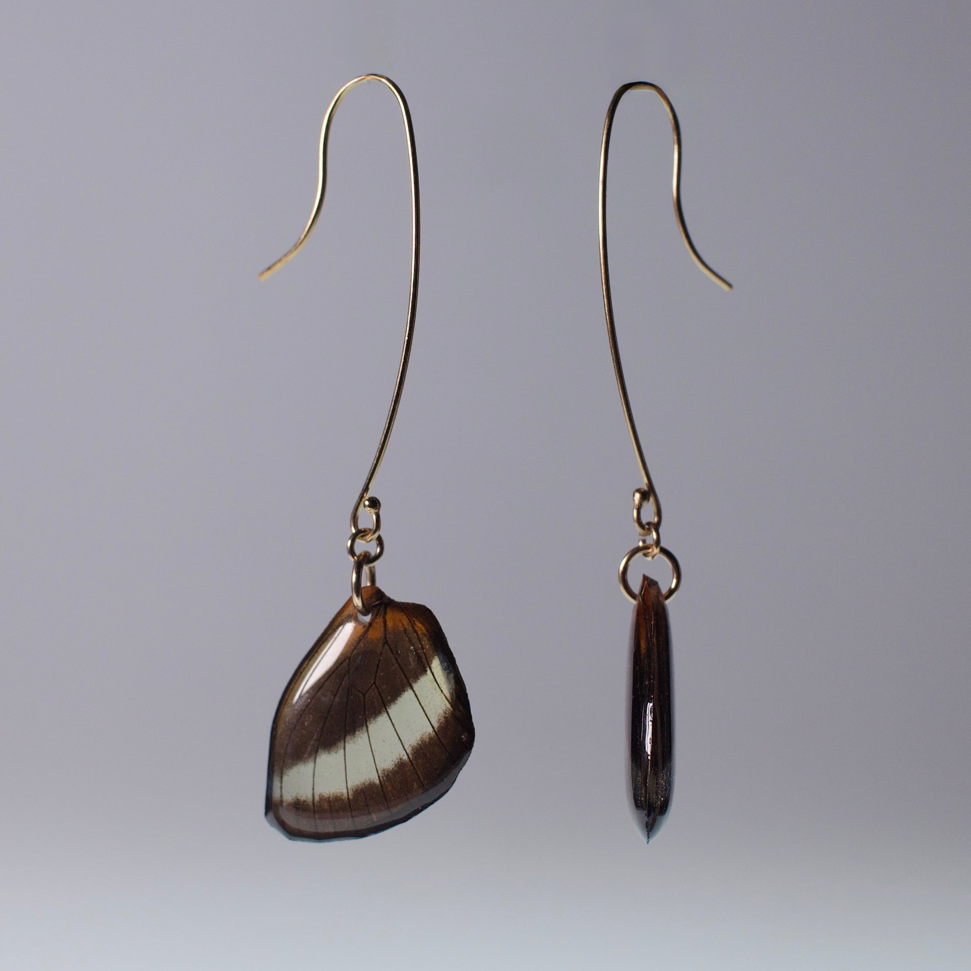 real butterfly wing earrings glasswing butterflies gold long French hooks side view