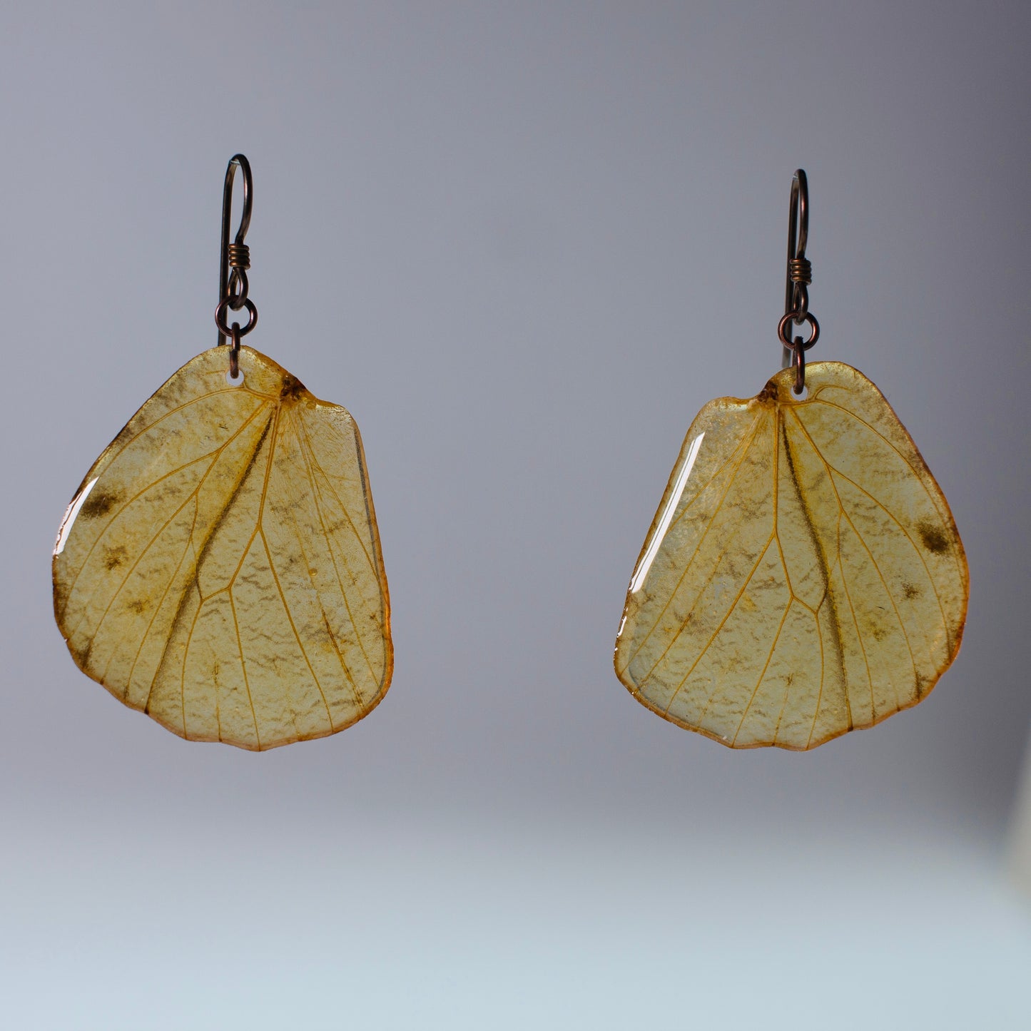 real butterfly wing earrings great orange tip butterflies copper hypoallergenic niobium earring