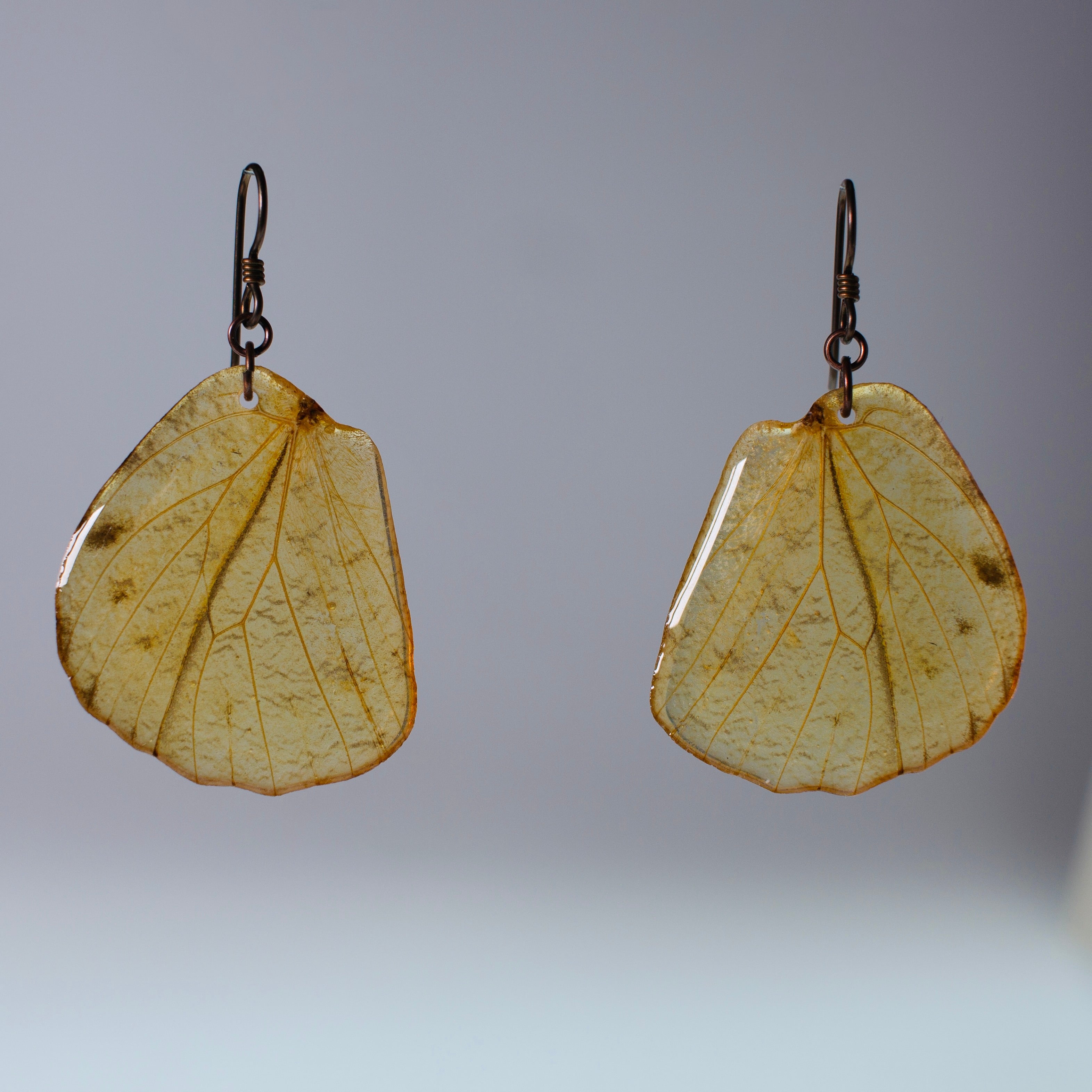 real butterfly wing earrings great orange tip butterflies copper hypoallergenic niobium earring