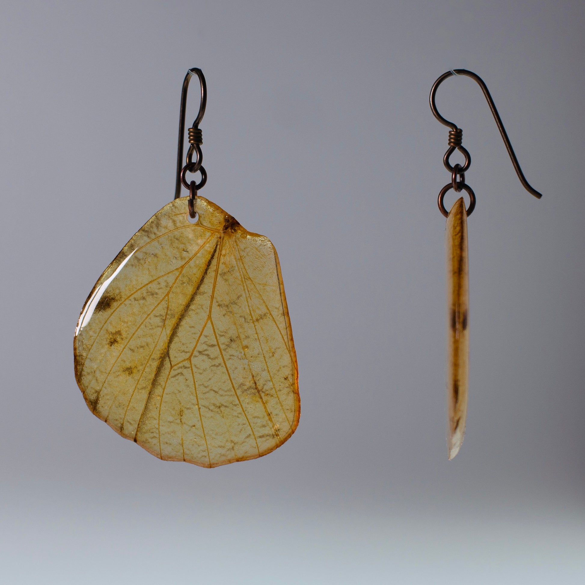 real butterfly wing earrings great orange tip butterflies copper niobium French wire earring side view