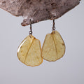 real butterfly wing earrings great orange tip butterflies hypoallergenic niobium earring on wood stand