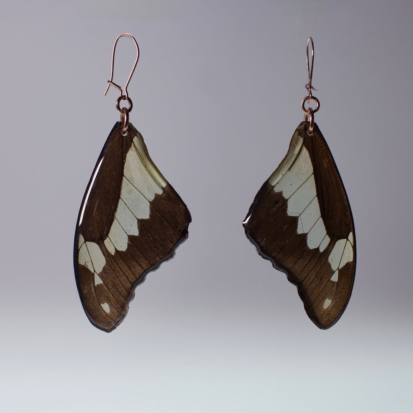 real butterfly wing earrings green apple swallowtail rose gold locking earring on grey background