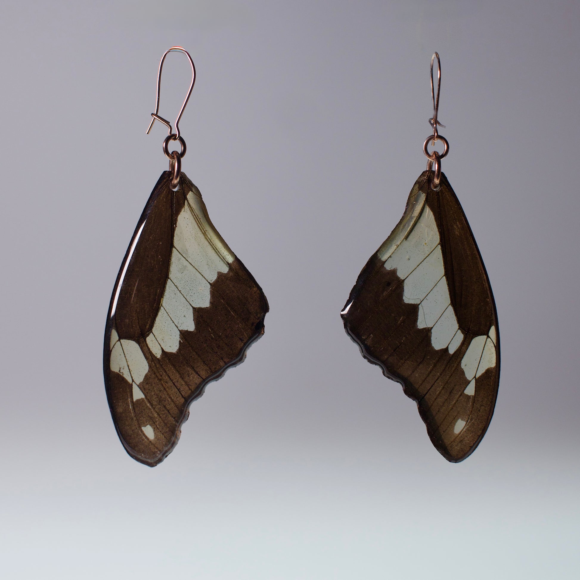 real butterfly wing earrings green apple swallowtail rose gold locking earring on grey background