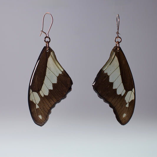 real butterfly wing earrings green apple swallowtail rose gold locking earring on grey background