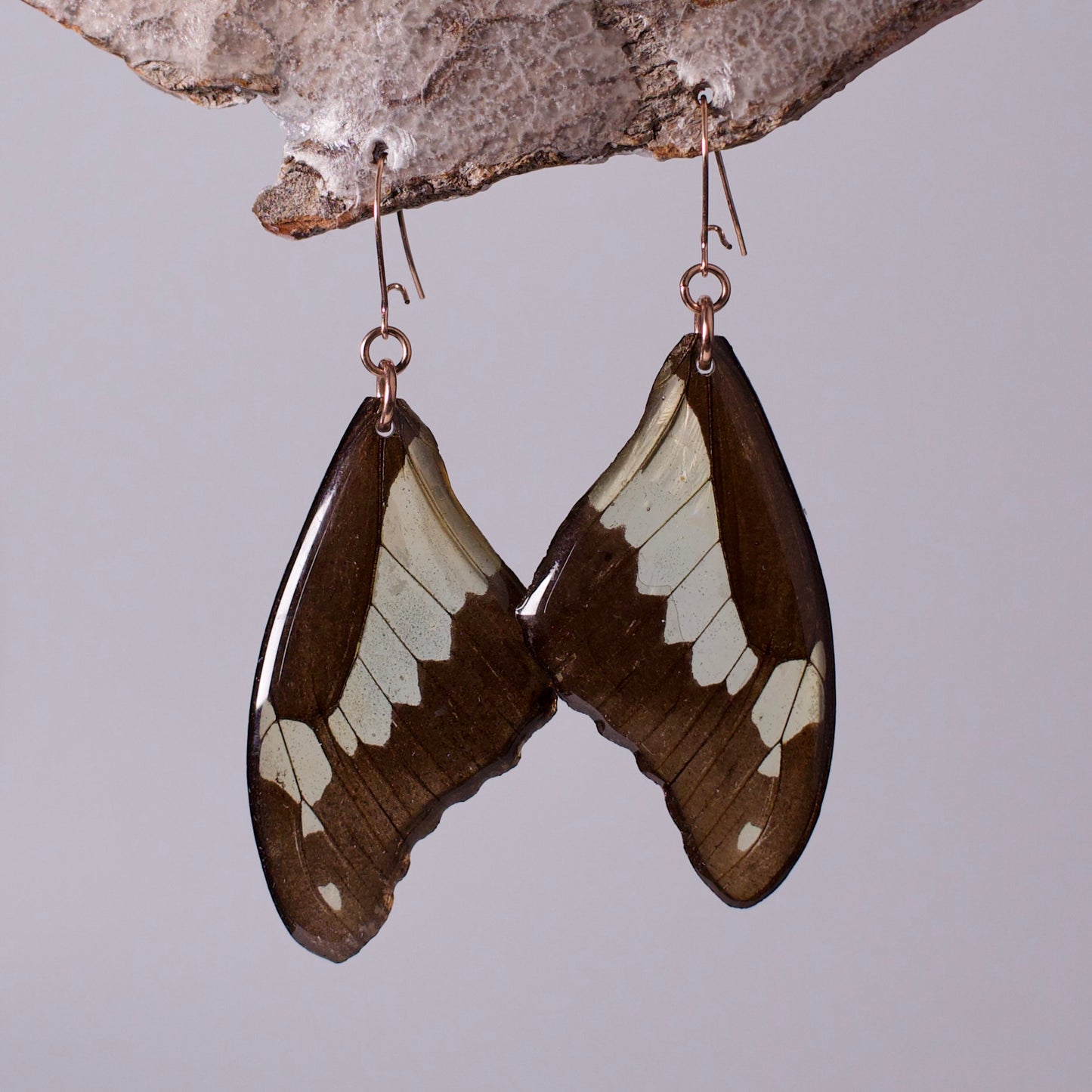real butterfly wing earrings green black rose gold swallowtail butterflies on wood stand