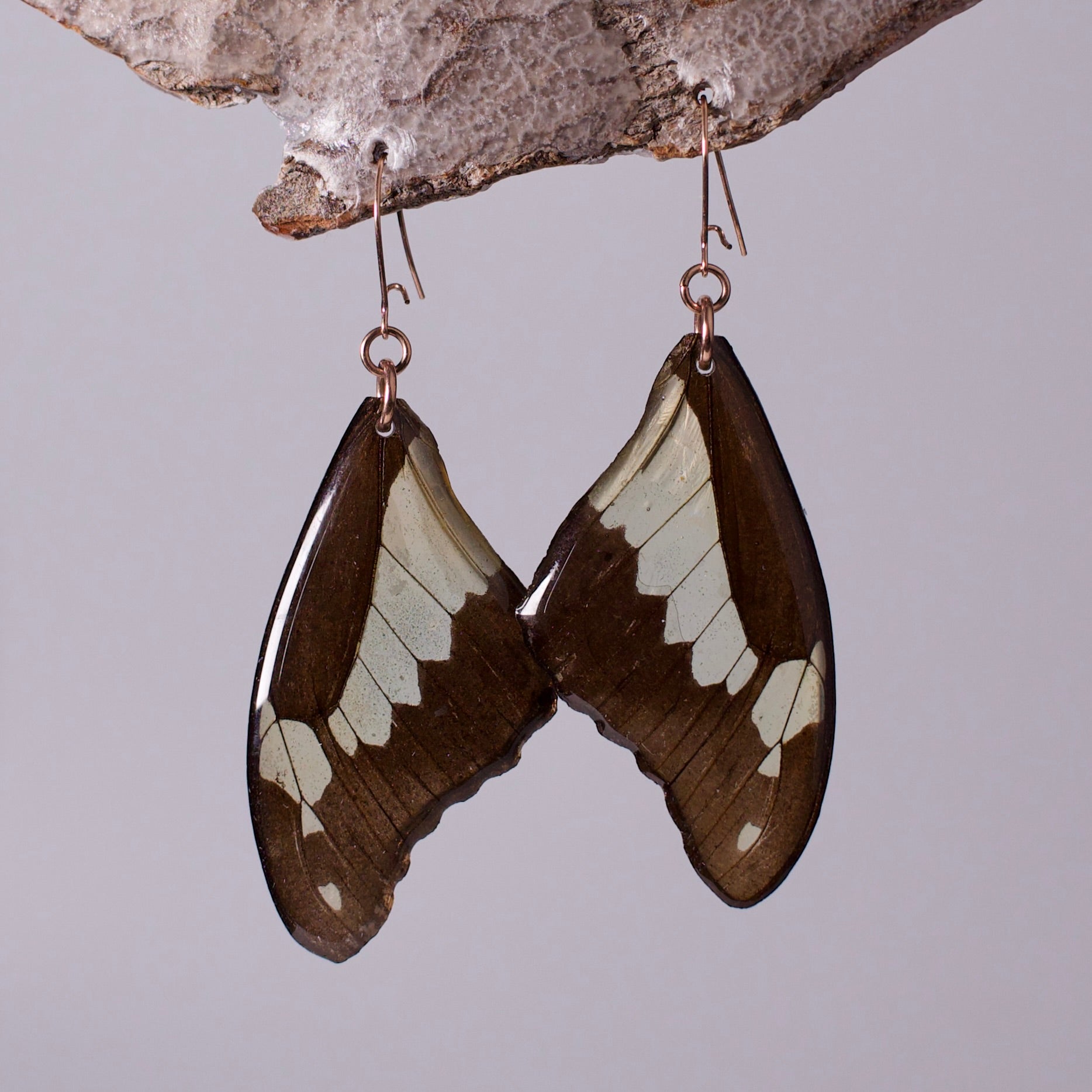 real butterfly wing earrings green black rose gold swallowtail butterflies on wood stand