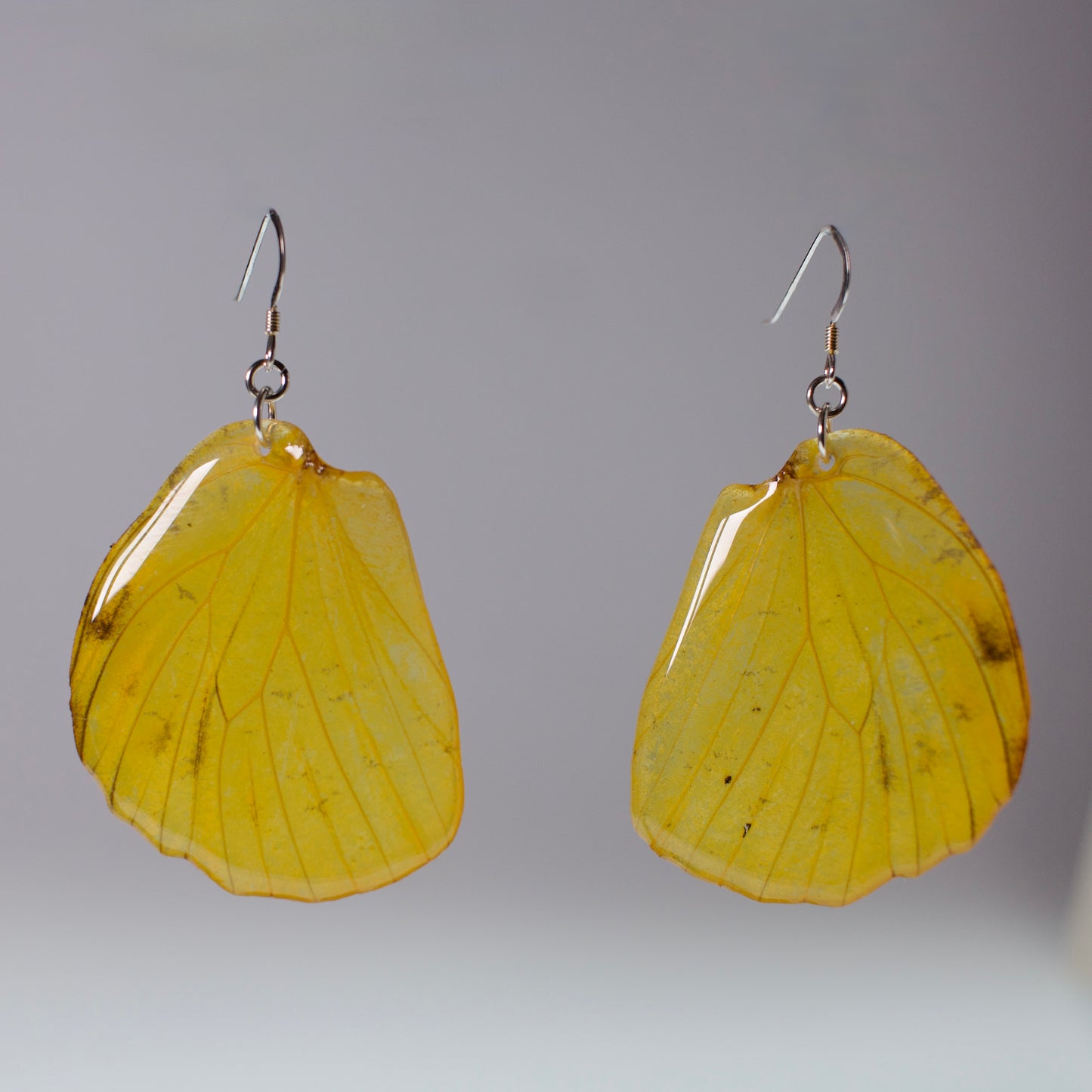 real butterfly wing earrings large yellow Brimstone butterflies sterling silver French wire earring