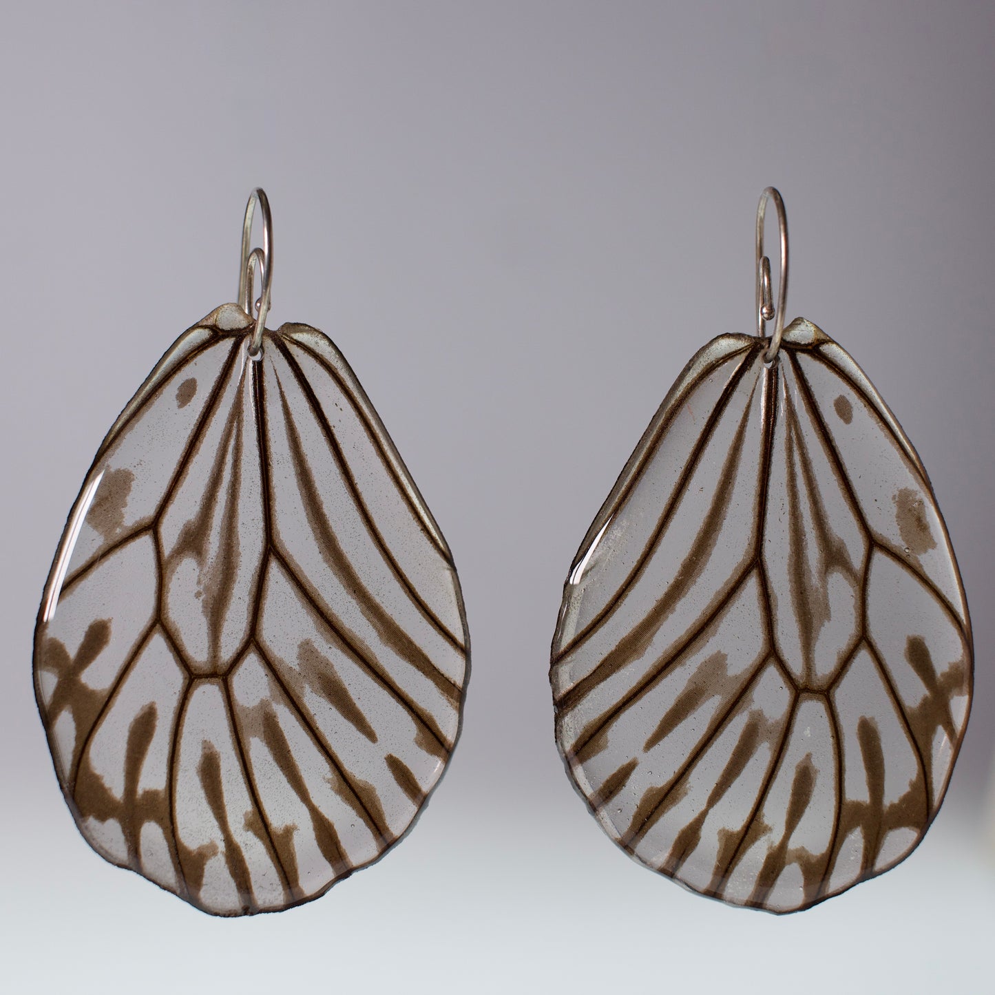 real butterfly wing earrings black and white butterflies sterling silver earring coils