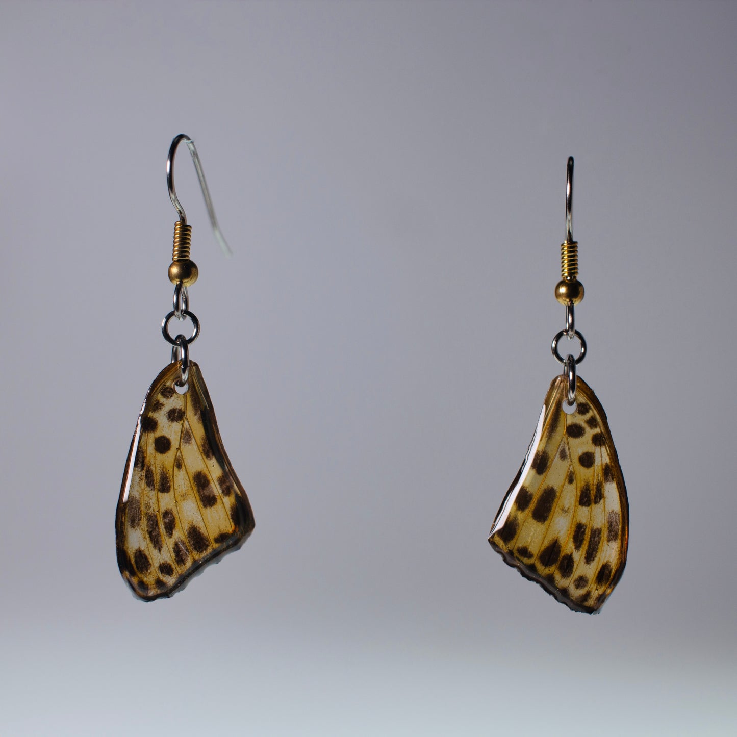 real butterfly wing earrings timealea maculata butterflies hypoallergenic surgical steel gold floating on grey