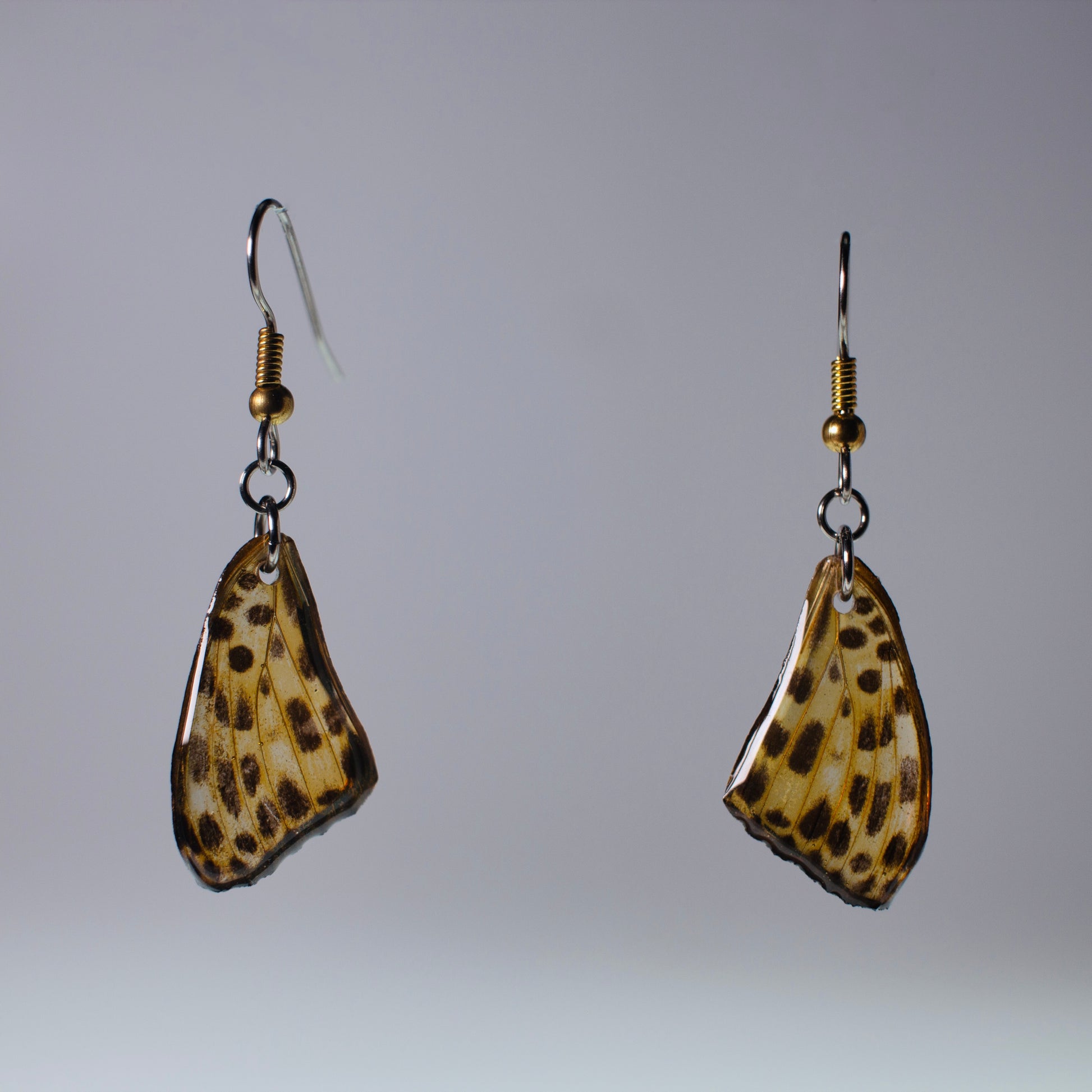 real butterfly wing earrings timealea maculata butterflies hypoallergenic surgical steel gold floating on grey