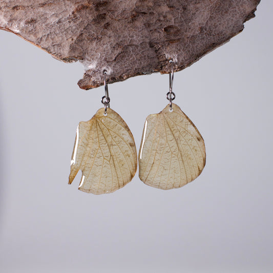 real butterfly wing earrings white Hebomoia glaucippe butterflies on surgical steel earring on wood stand