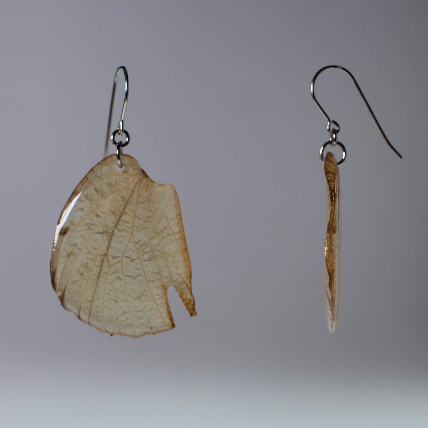real butterfly wing earrings white Hebomoia glaucippe butterflies on surgical steel earring side view