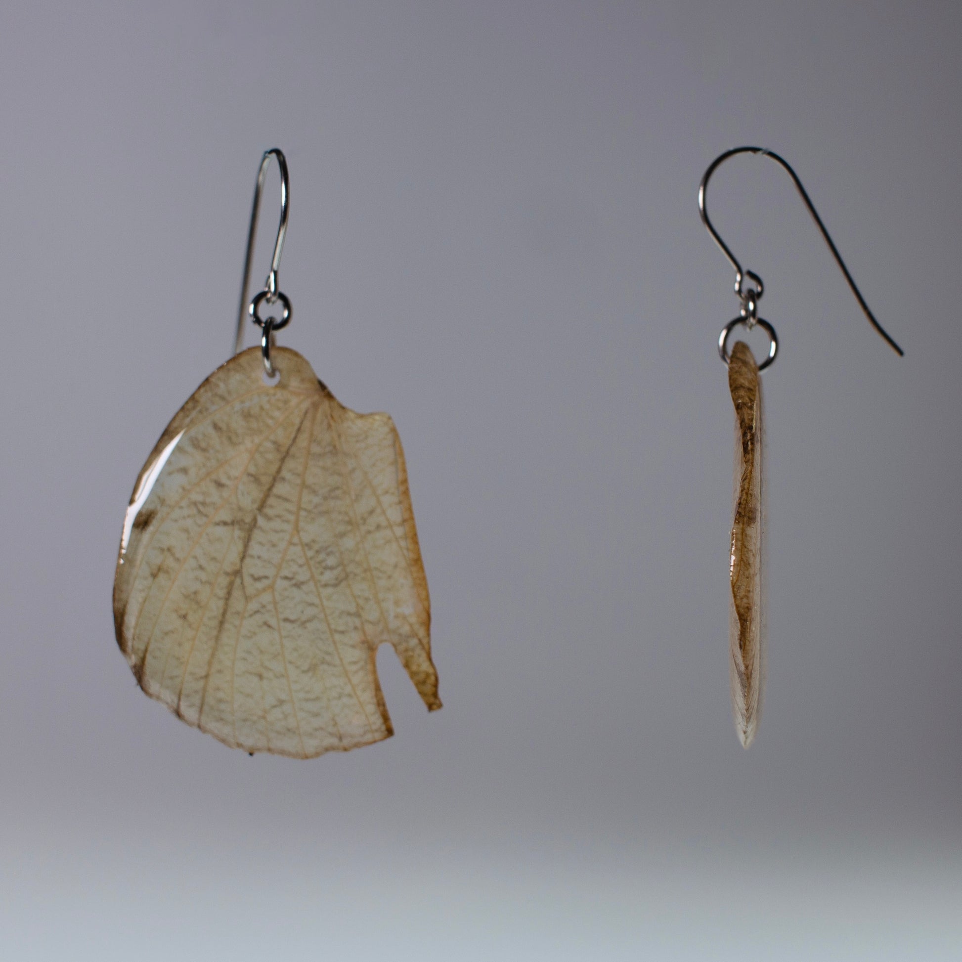 real butterfly wing earrings white Hebomoia glaucippe butterflies on surgical steel earring side view