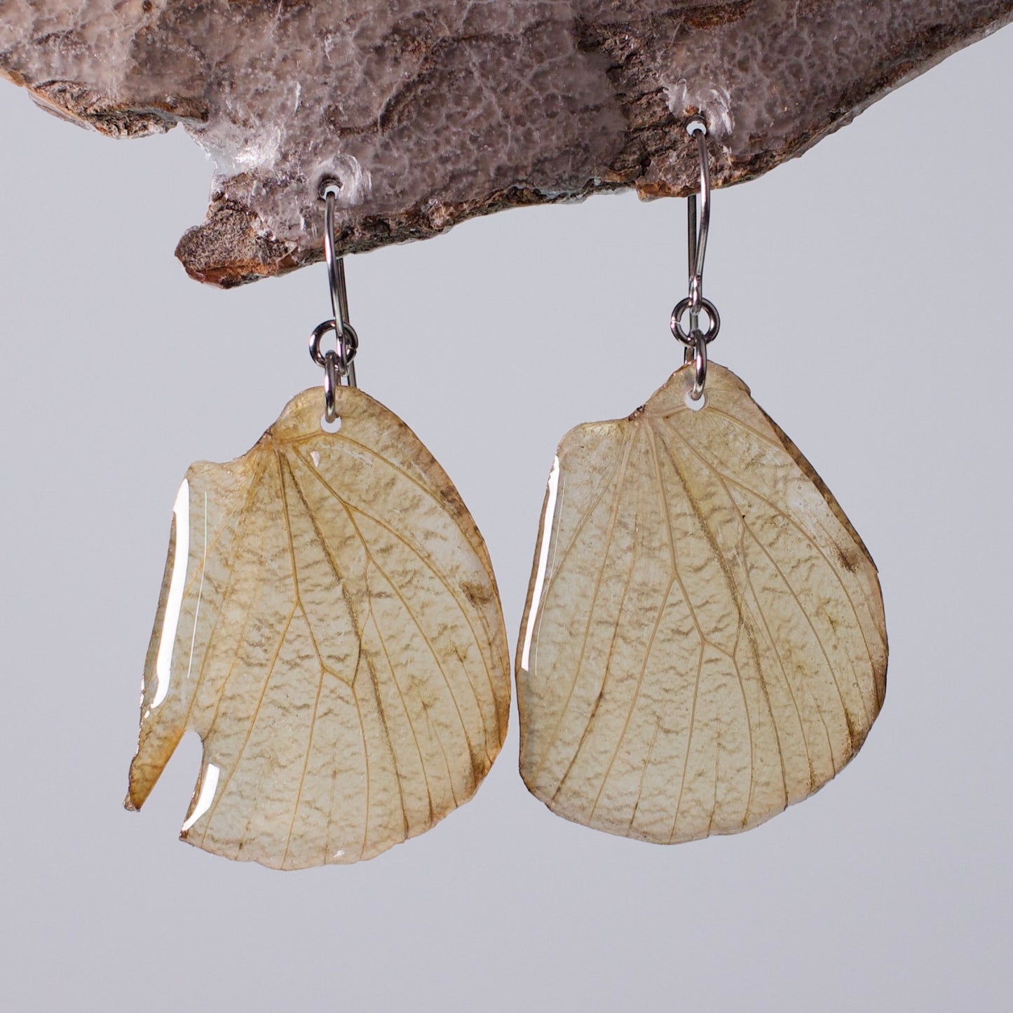 real butterfly wing earrings white butterflies on surgical steel earring on wood stand