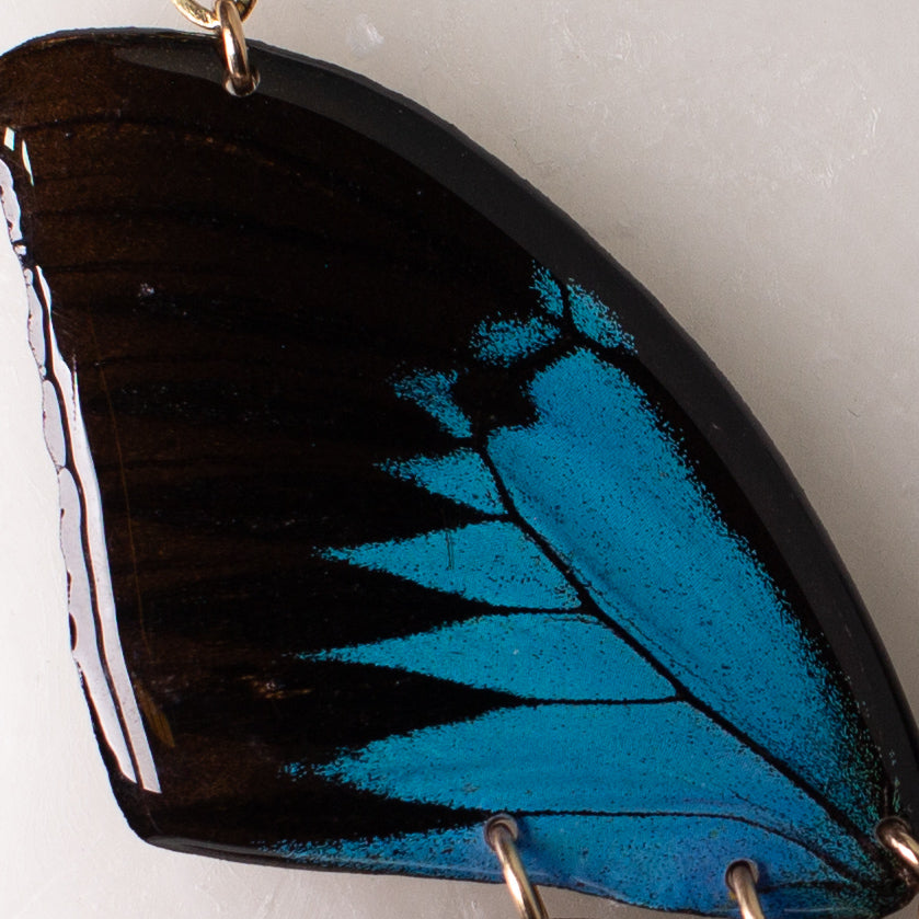 real butterfly wing necklace Papilio ulysses blue butterflies gold wing close up on wax