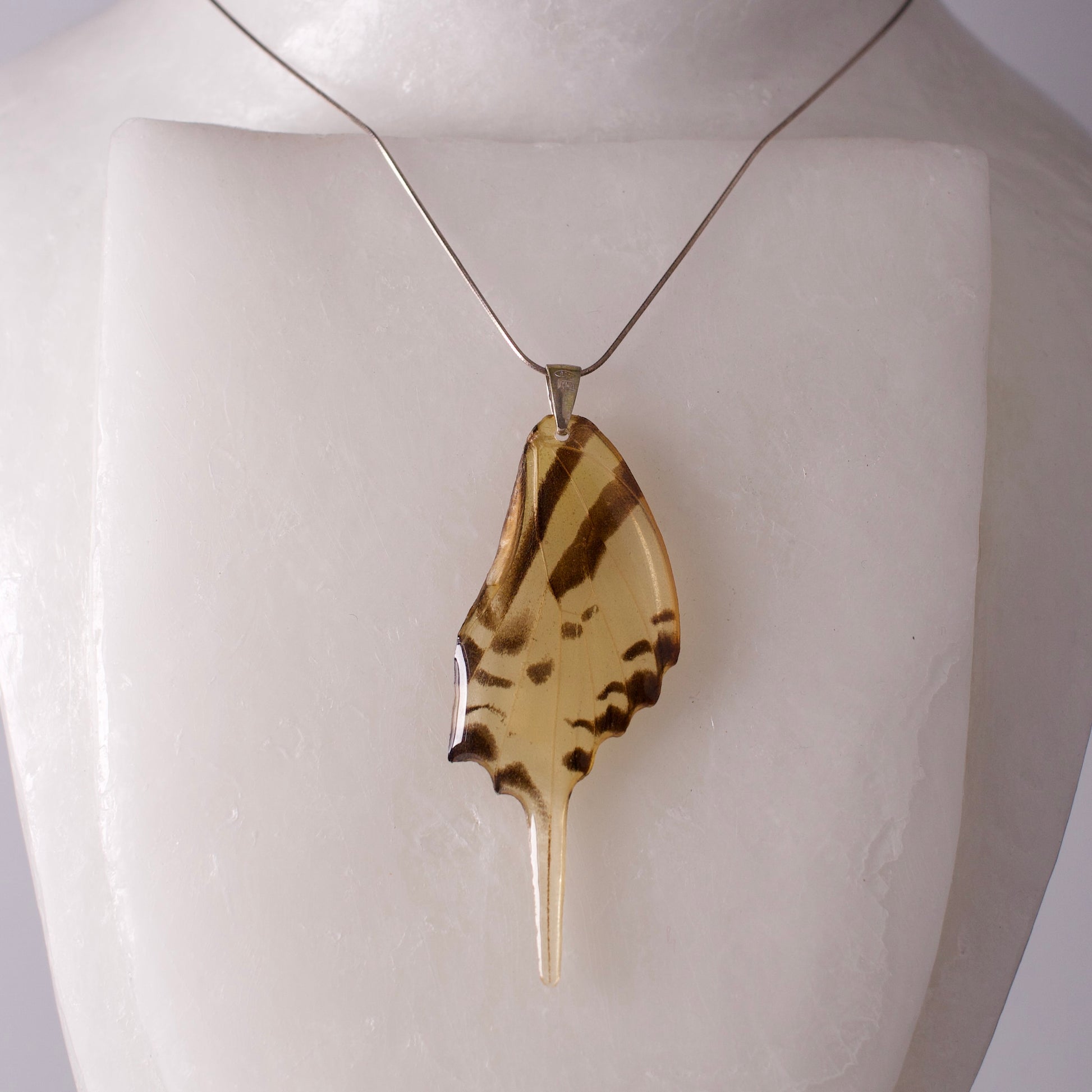 real butterfly wing necklace giant swallowtail butterflies Papilio Androcles silver necklace chain on form