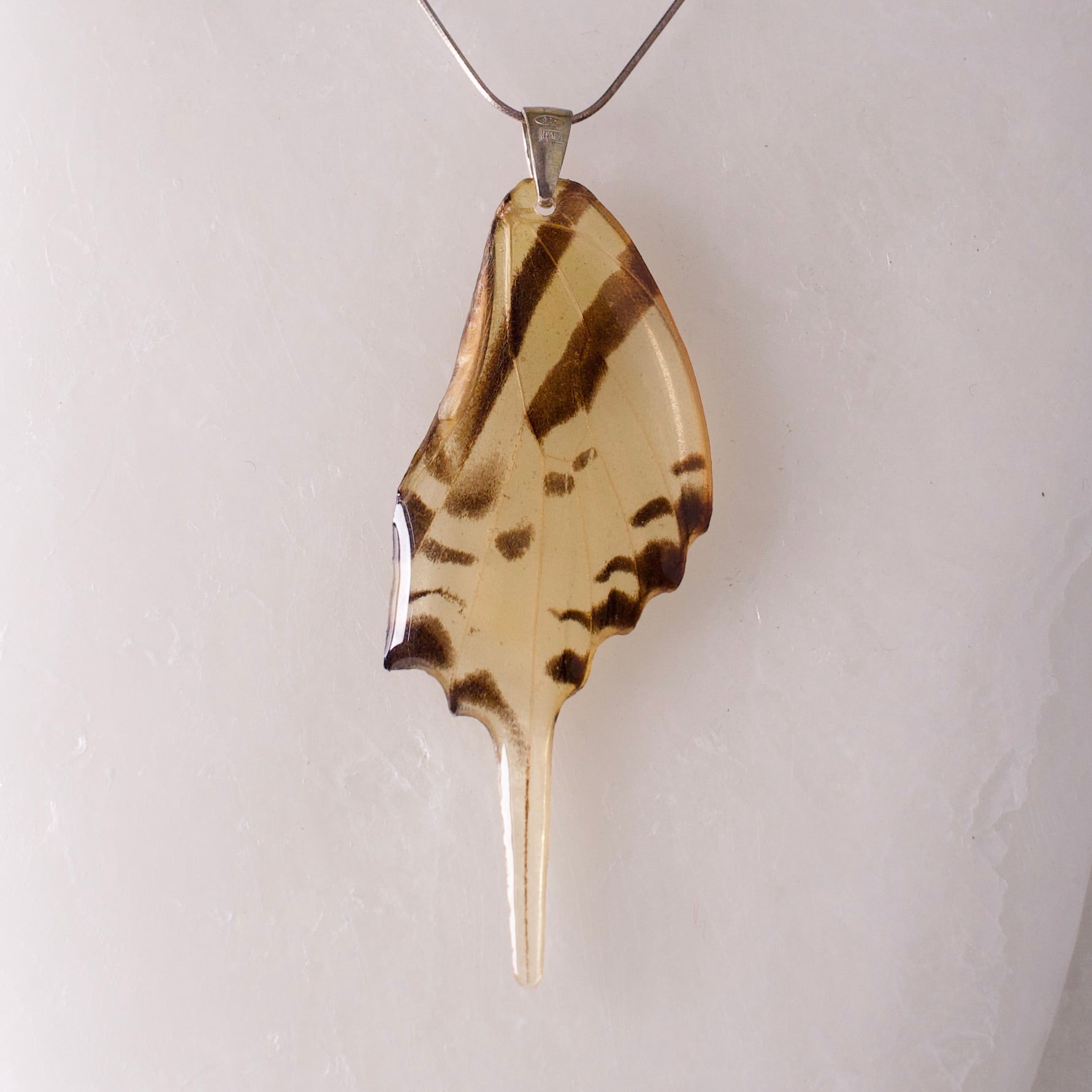 real butterfly wing necklace giant swallowtail butterflies Papilio Androcles silver necklace chain close up