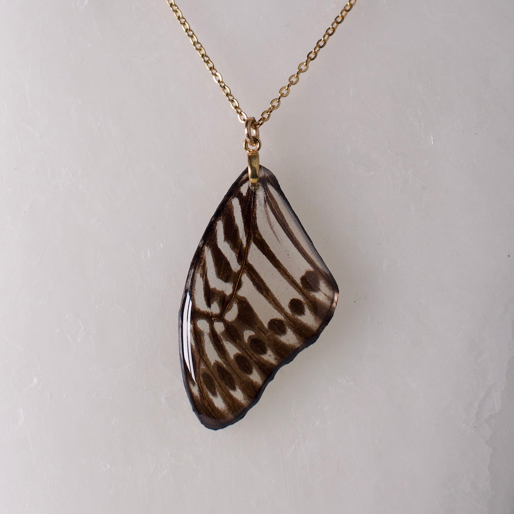 real butterfly wing pendant Malayan zebra black and white butterflies gold necklace close up on wax