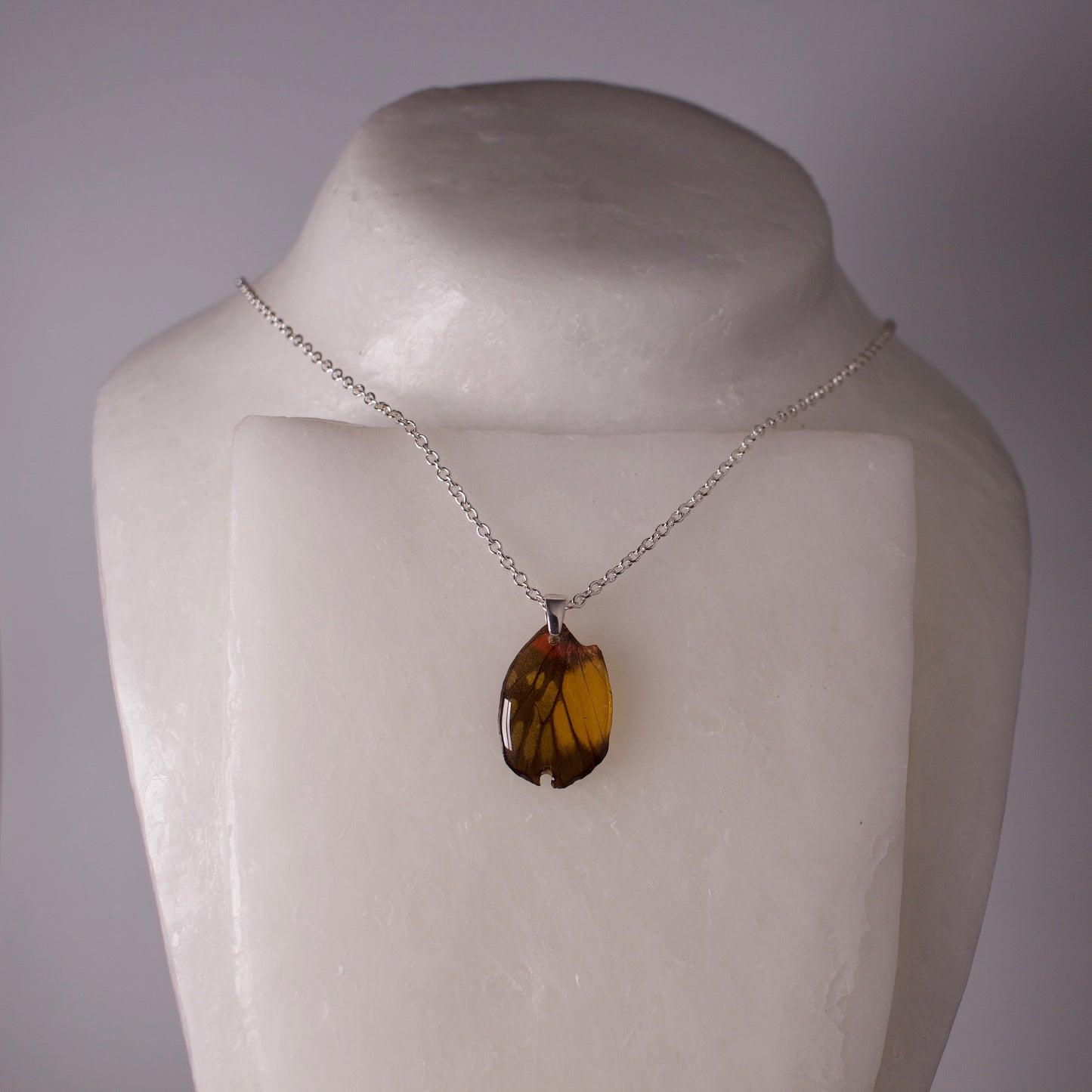 real butterfly wing pendant red breasted jezebel butterflies silver necklace bail and chain on neck form